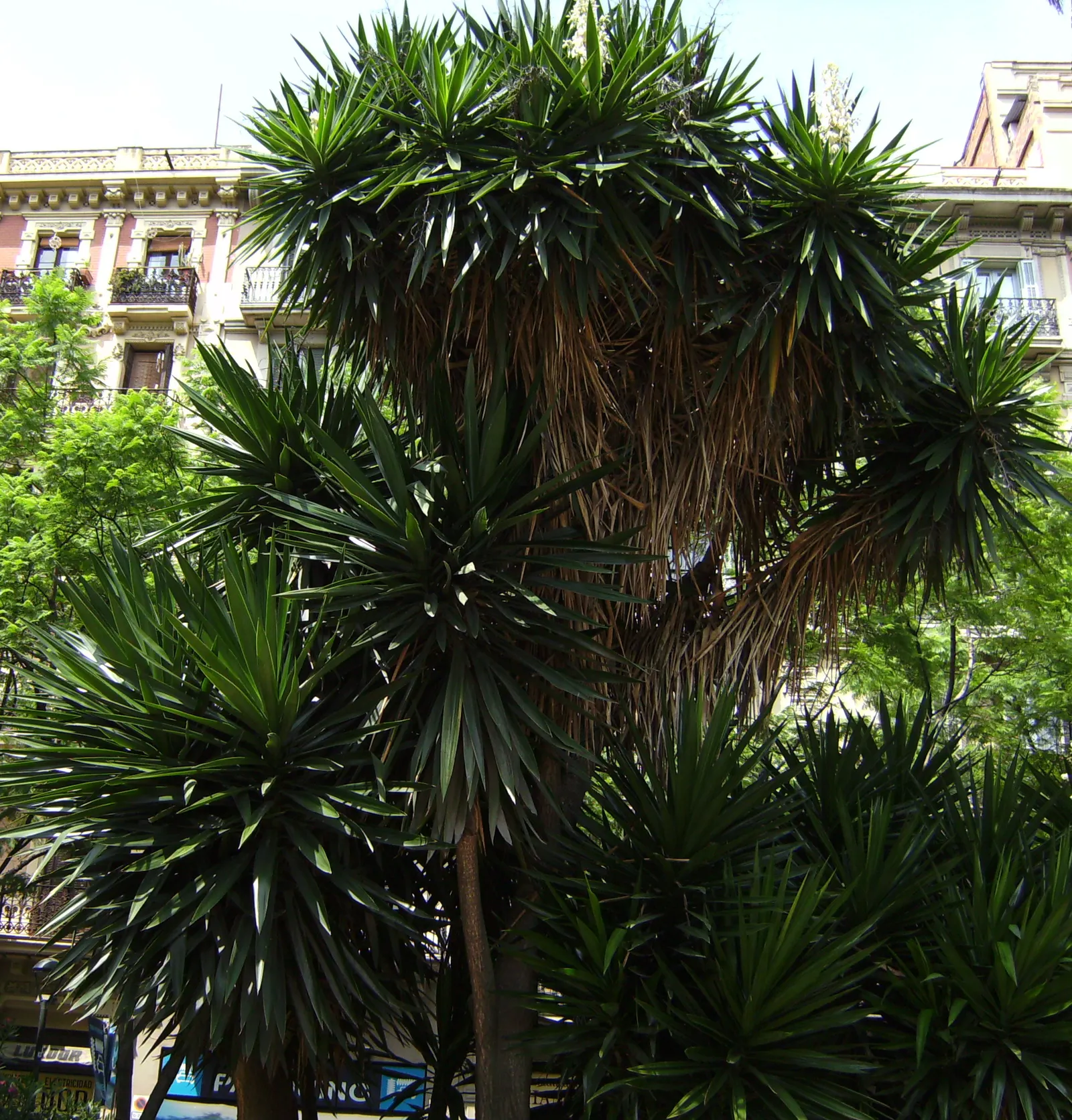 Spineless Yucca (Yucca Recurvifolia) — reaching heights of up to 6-8 feet with a spread of 3-4 feet