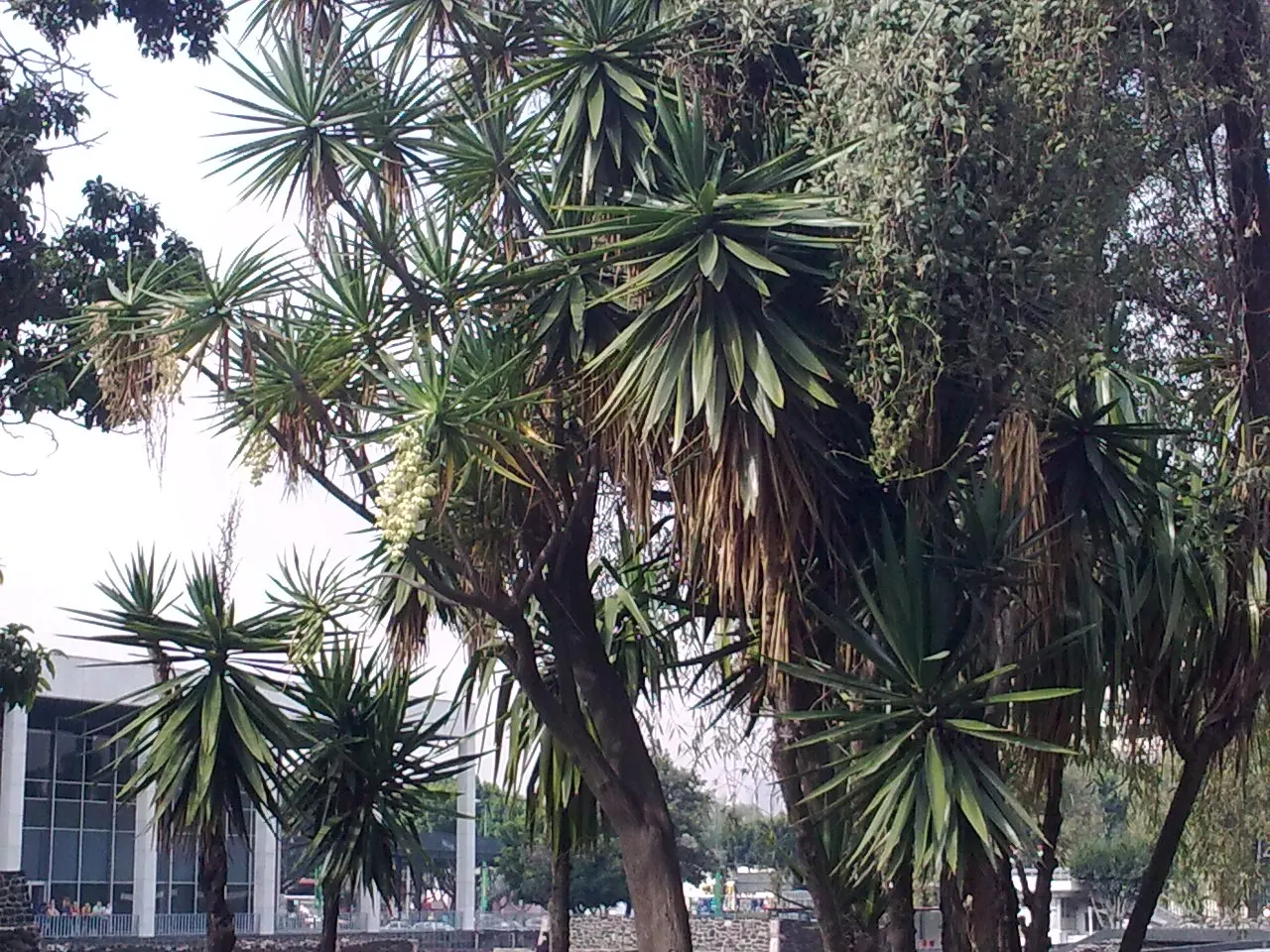 Spineless Yucca (Yucca Recurvifolia) — making it an excellent choice for xeriscaping and water-efficient gardens; the Spineless Yucca (Yucca recurvifolia) is a