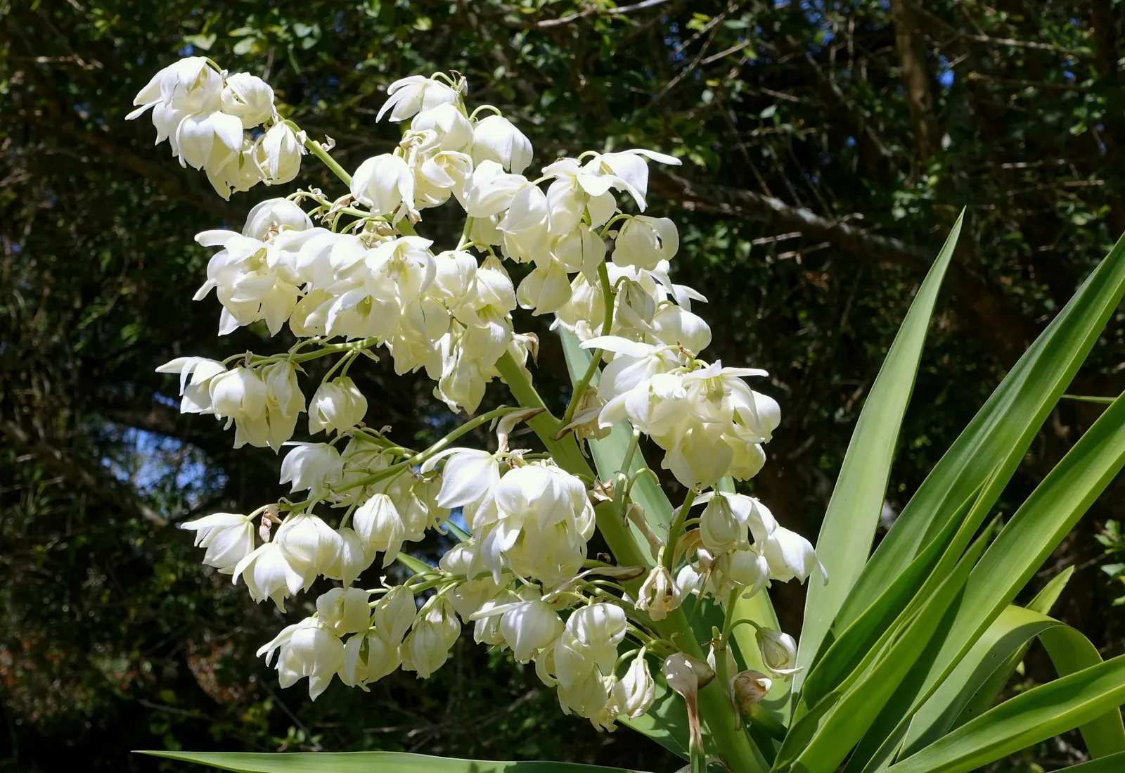 Spineless Yucca (Yucca Recurvifolia) — Its arching, lance-shaped leaves are blue-green and grow in a rosette pattern