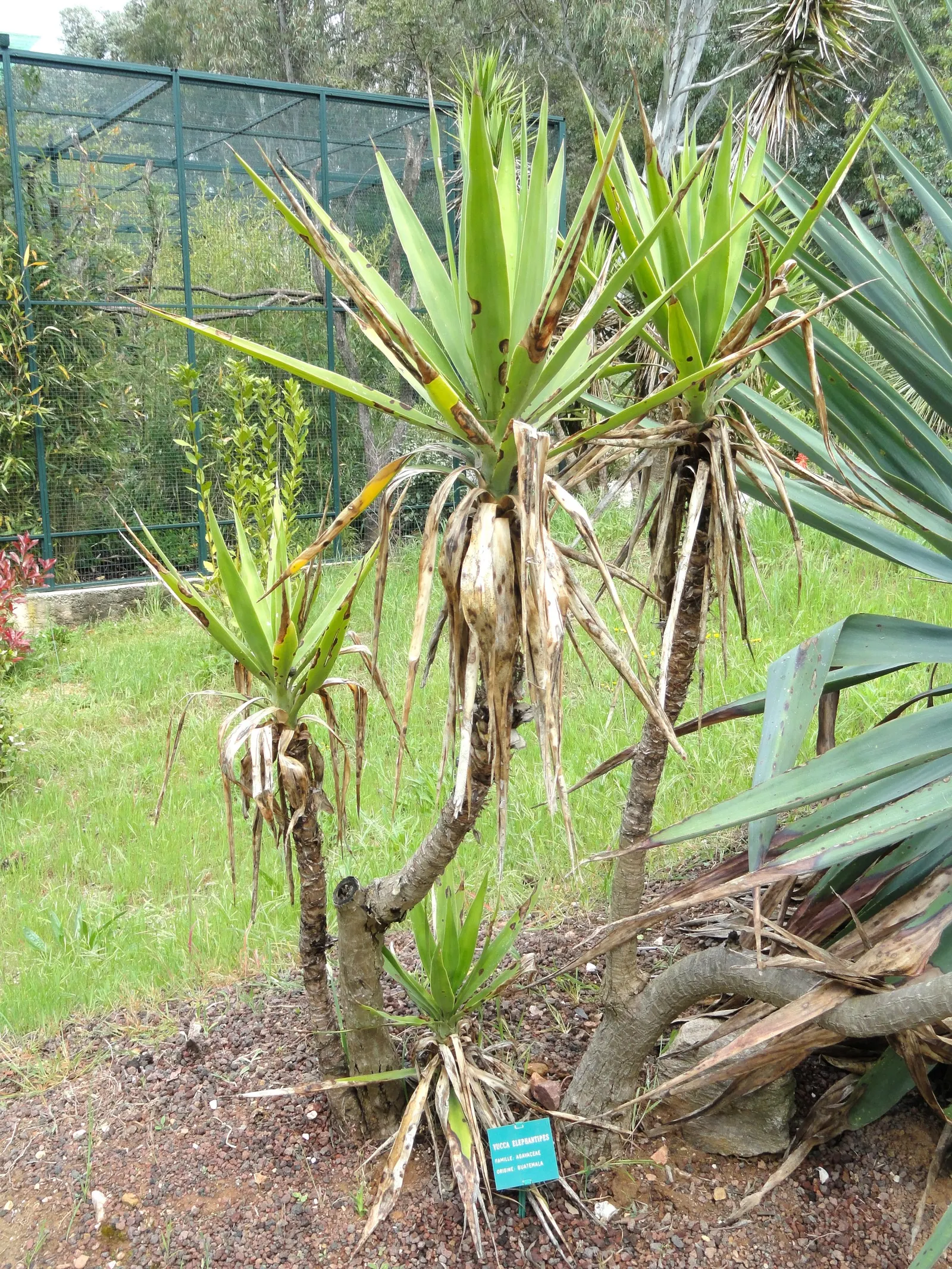 Spineless Yucca (Yucca Recurvifolia) — ideal for low-maintenance landscapes