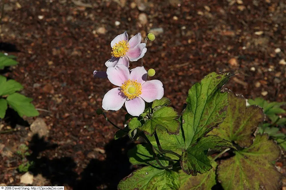 September Charm Japanese Anemone (Anemone X Hybrida 'September Charm') — The Anemone x hybrida 'September Charm' is a captivating