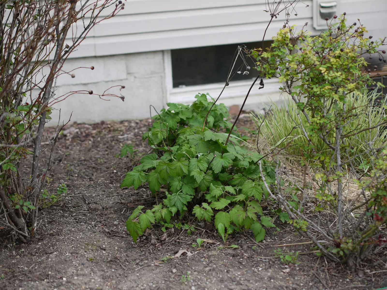 September Charm Japanese Anemone (Anemone X Hybrida 'September Charm') — reaching 36-48 inches tall