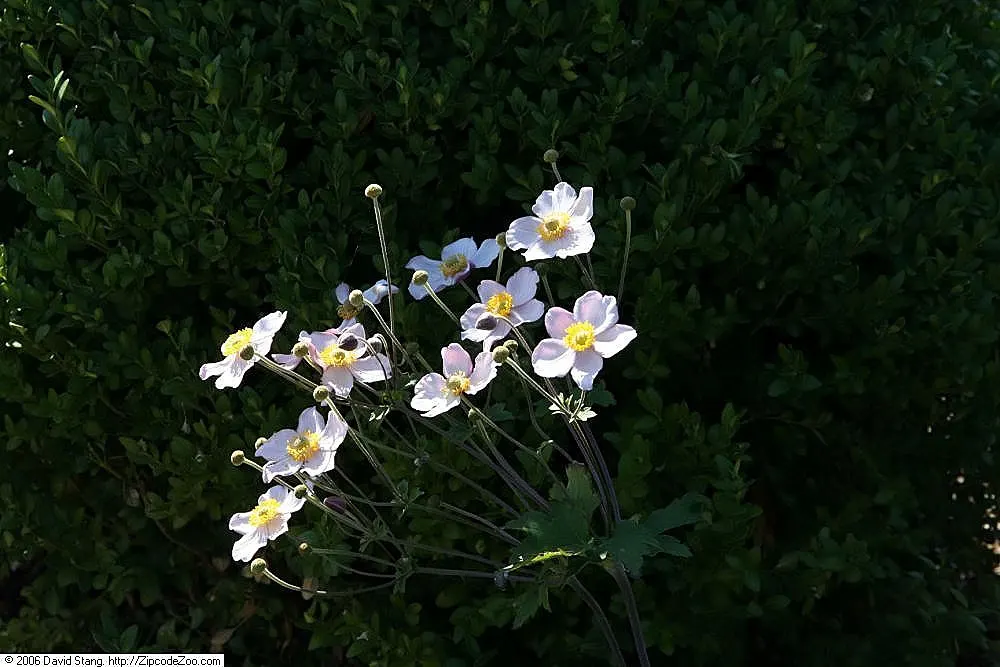 September Charm Japanese Anemone (Anemone X Hybrida 'September Charm') — herbaceous perennial boasting delicate silvery-pink flowers atop wiry stems