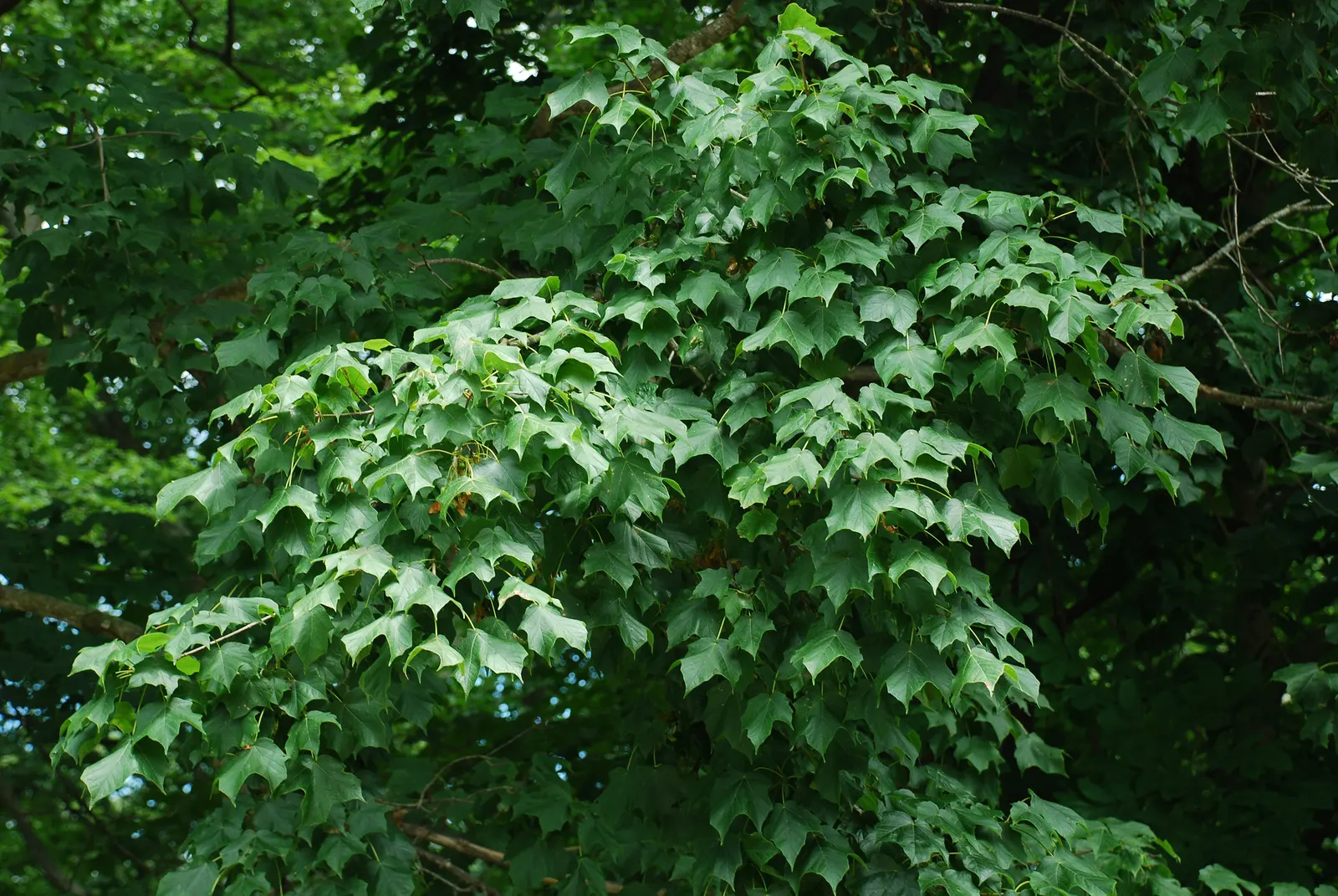 Black Maple (Acer Saccharum Subsp. Nigrum) — Its leaves are distinctively three-lobed; green and multi-colored and yellow flowers in the garden