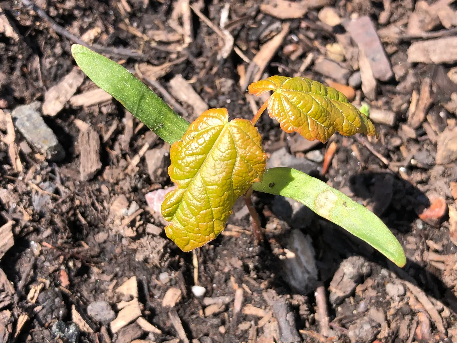 Black Maple (Acer Saccharum Subsp. Nigrum) — the Black Maple's foliage provides a dense canopy that creates an alluring play of light and shade; it's worth