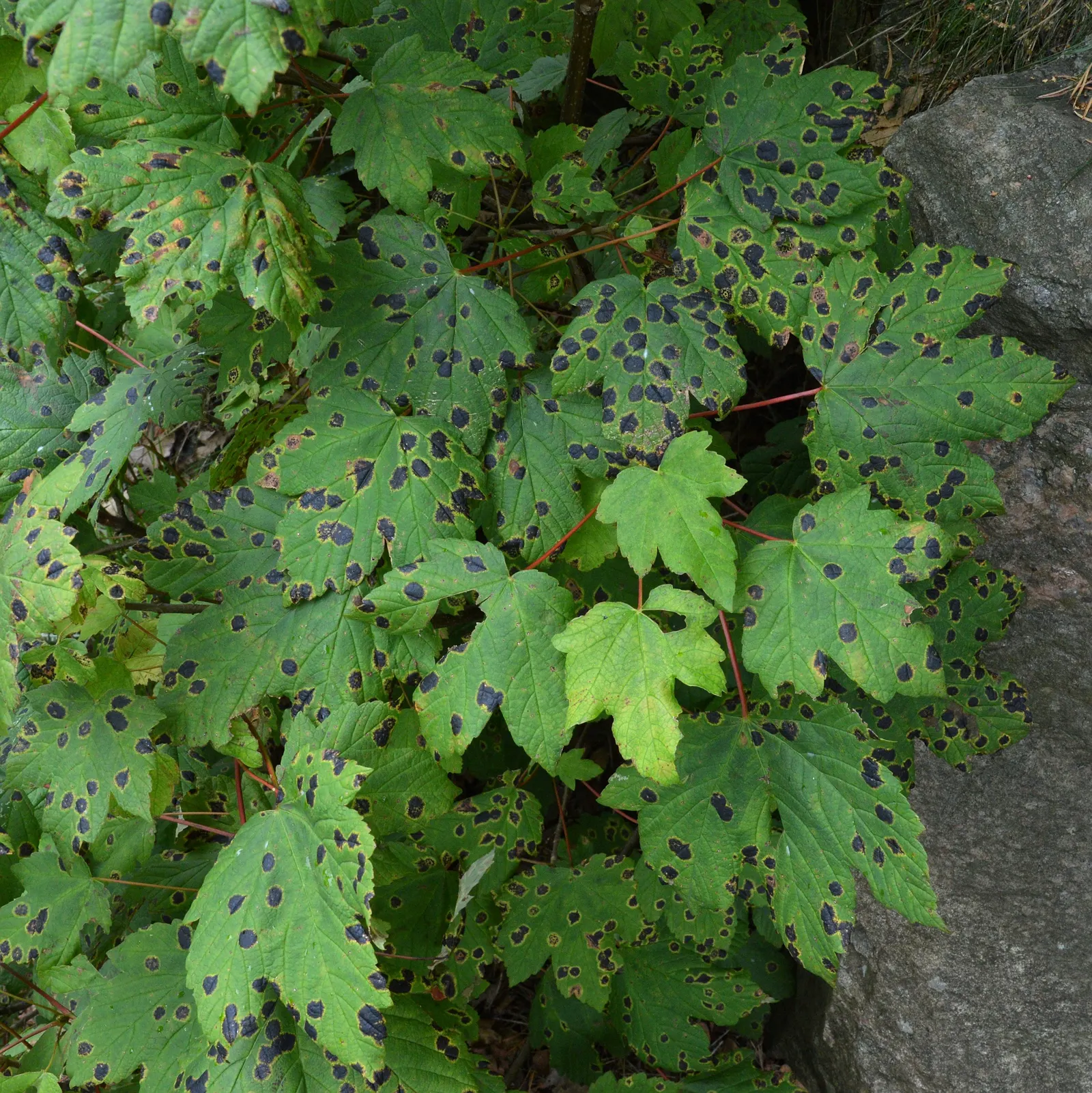 Black Maple (Acer Saccharum Subsp. Nigrum) — granting both beauty and practicality to the landscape
