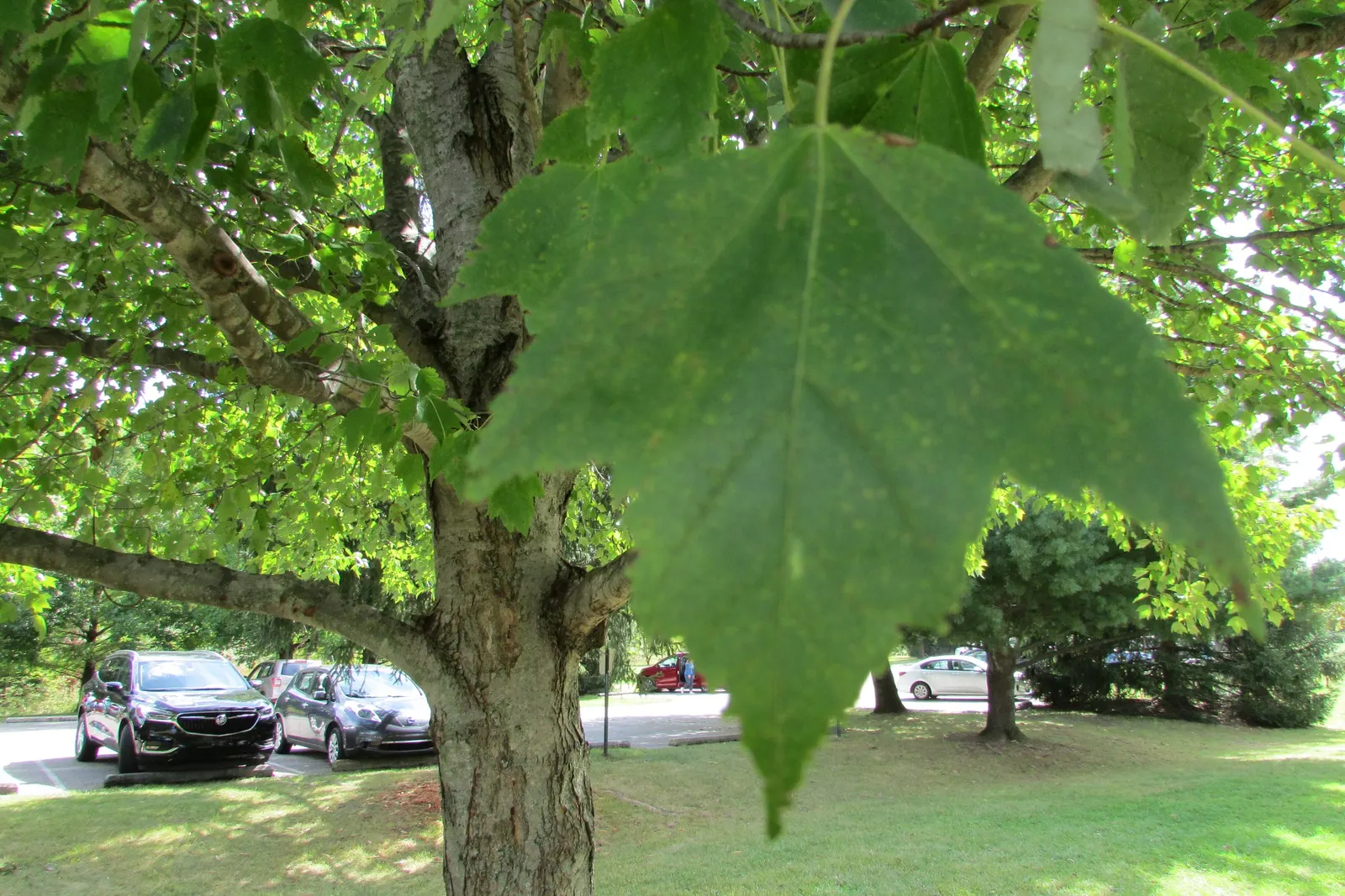 Black Maple (Acer Saccharum Subsp. Nigrum) — the foliage transforms into a spectacular display of bright yellows, image 35