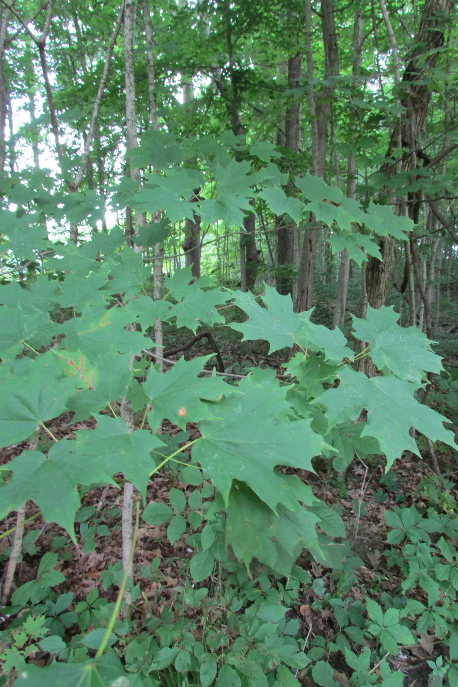 Black Maple (Acer Saccharum Subsp. Nigrum) — It makes an excellent focal point in large lawns or can be used to line driveways or streets; well-drained soils