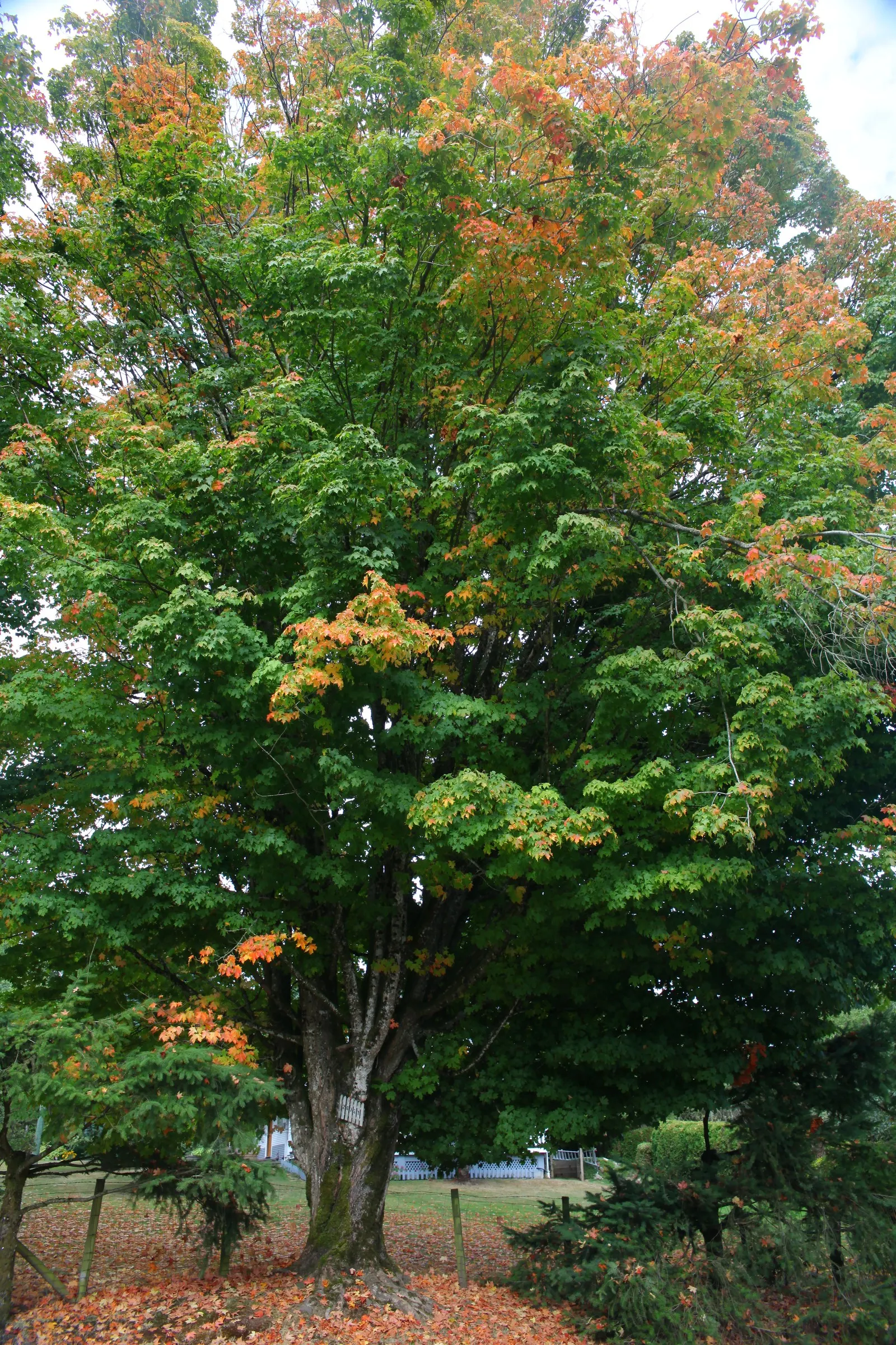 Black Maple (Acer Saccharum Subsp. Nigrum) — its potential as a shade tree; the Black Maple, Acer saccharum subsp
