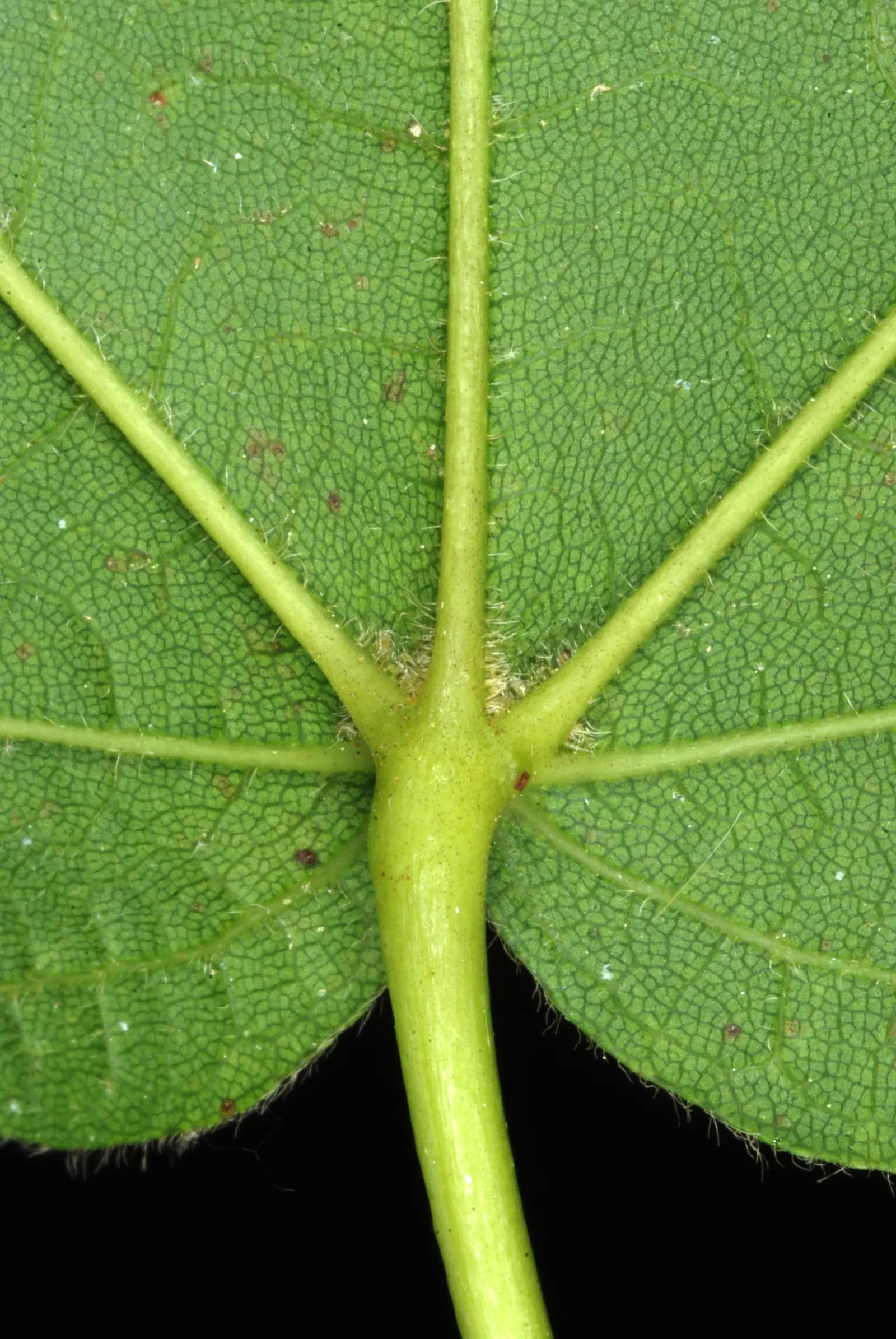 Black Maple (Acer Saccharum Subsp. Nigrum) — Its sap can be tapped for syrup, adding cultural value to this majestic species