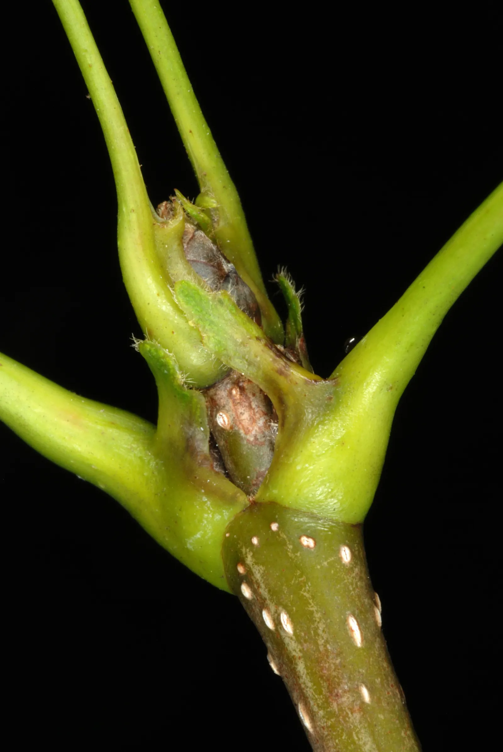 Black Maple (Acer Saccharum Subsp. Nigrum) — it's worth noting that this tree prefers moist