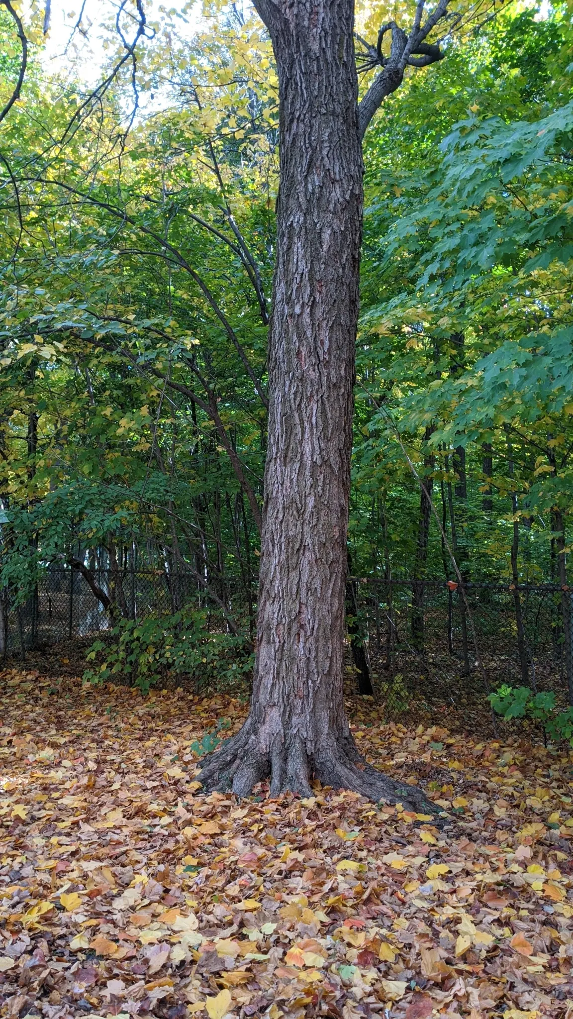 Black Maple (Acer Saccharum Subsp. Nigrum) — The Black Maple, Acer saccharum subsp