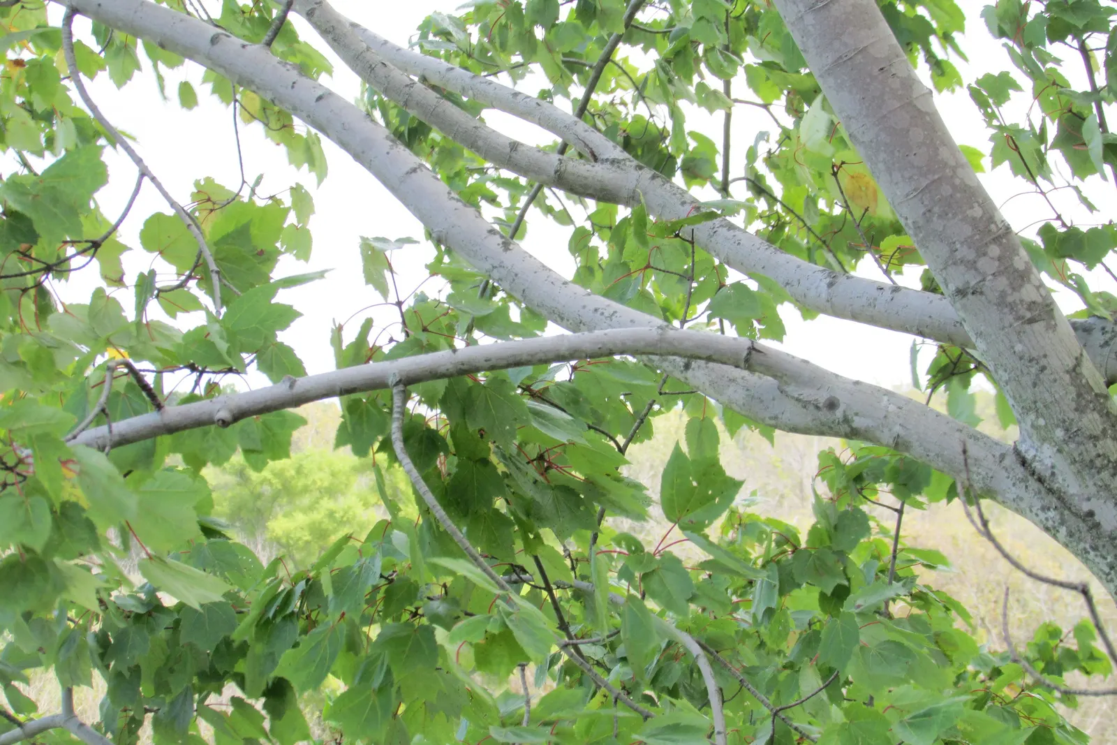 Black Maple (Acer Saccharum Subsp. Nigrum) — The Black Maple, or Acer saccharum subsp