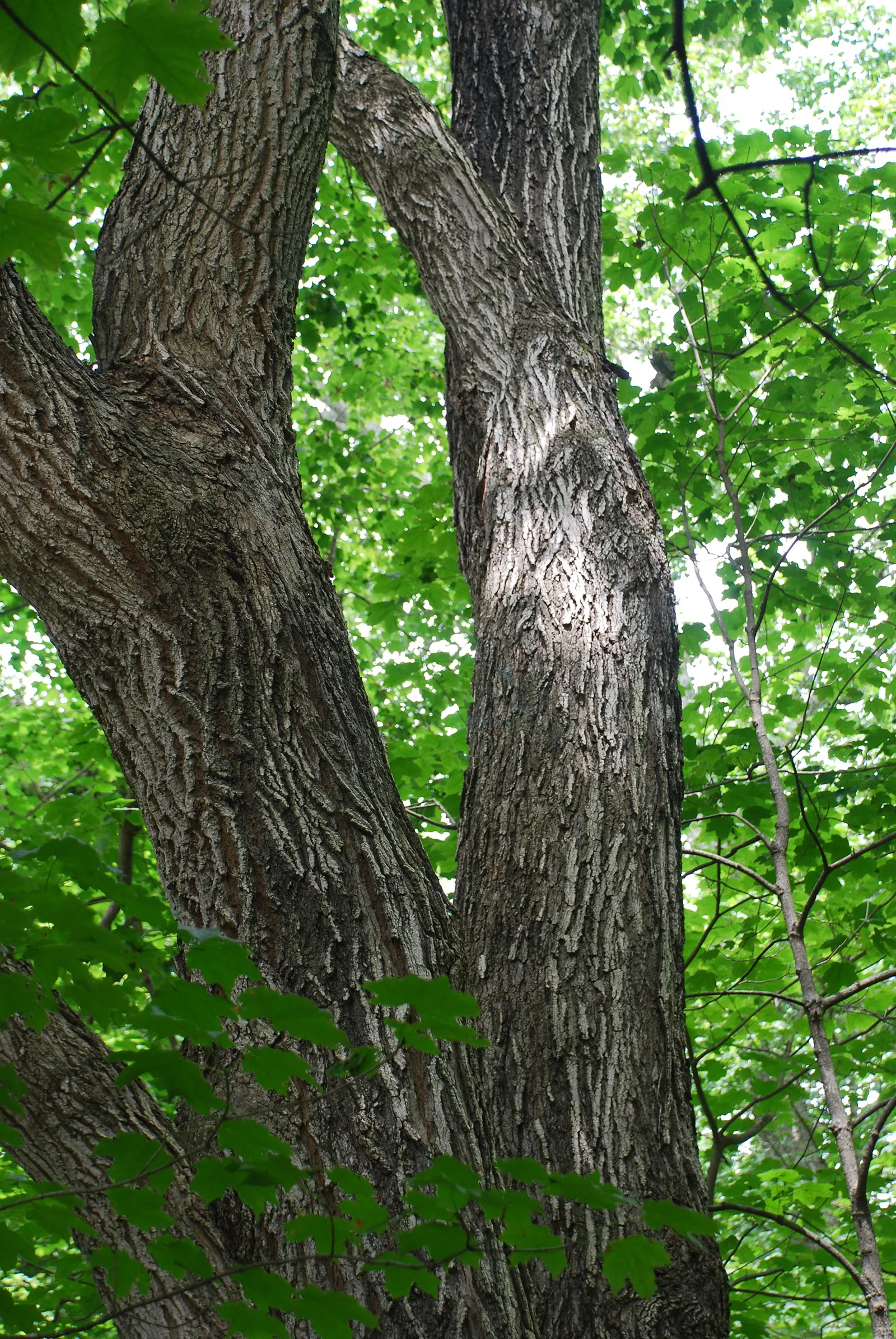 Black Maple (Acer Saccharum Subsp. Nigrum) — nigrum, is a captivating deciduous tree renowned for its hardy nature and ornamental appeal