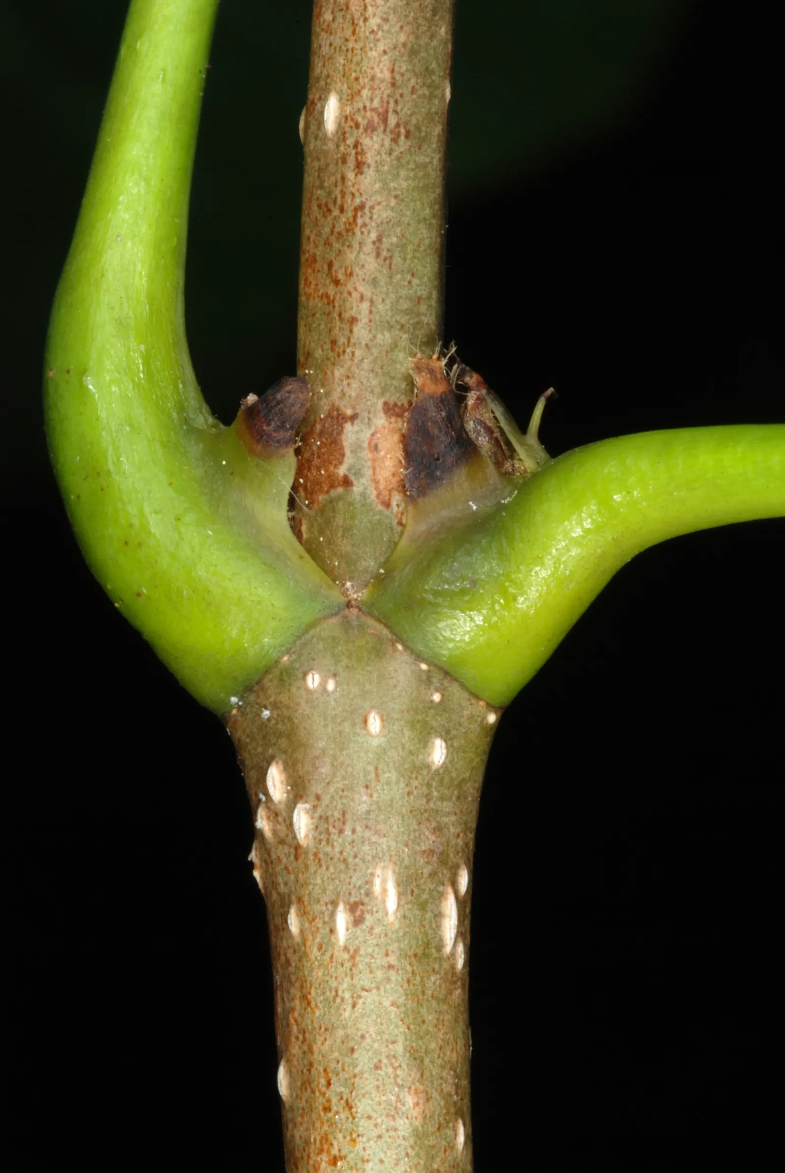 Black Maple (Acer Saccharum Subsp. Nigrum) — Full sun to partial shade exposures will ensure optimal growth; its potential as a shade tree