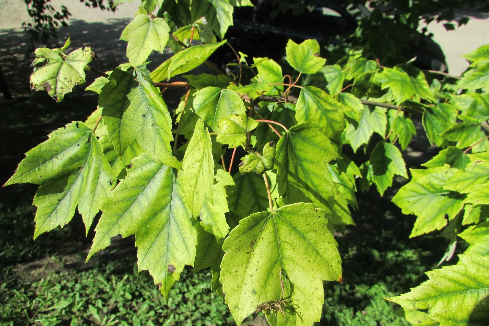 Black Maple (Acer Saccharum Subsp. Nigrum) — The Black Maple, Acer saccharum subsp; preferring well-drained soils and full to partial sun, it's well-suited for