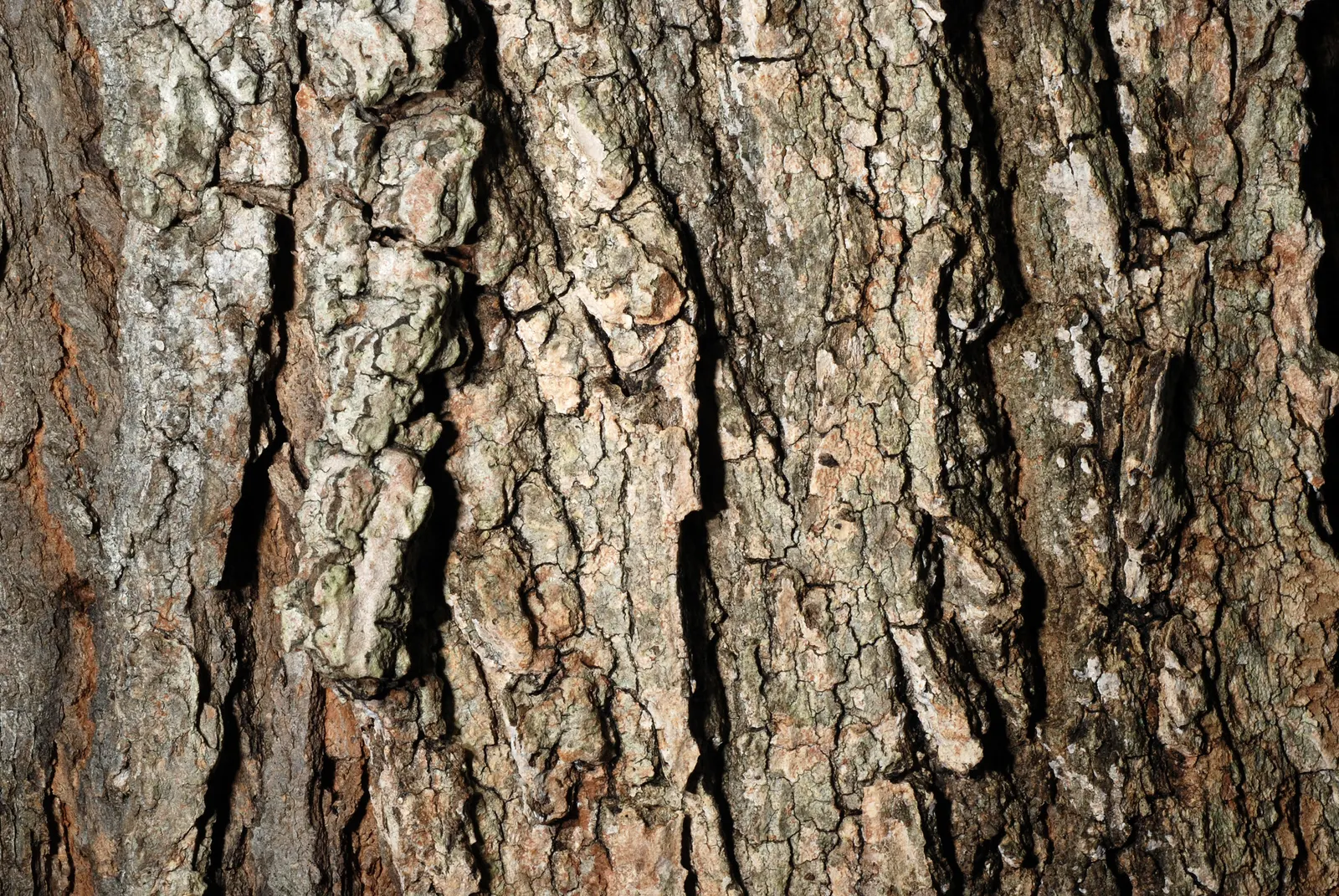 Black Maple (Acer Saccharum Subsp. Nigrum) — The Black Maple, or Acer saccharum subsp; full sun to partial shade exposures will ensure optimal growth