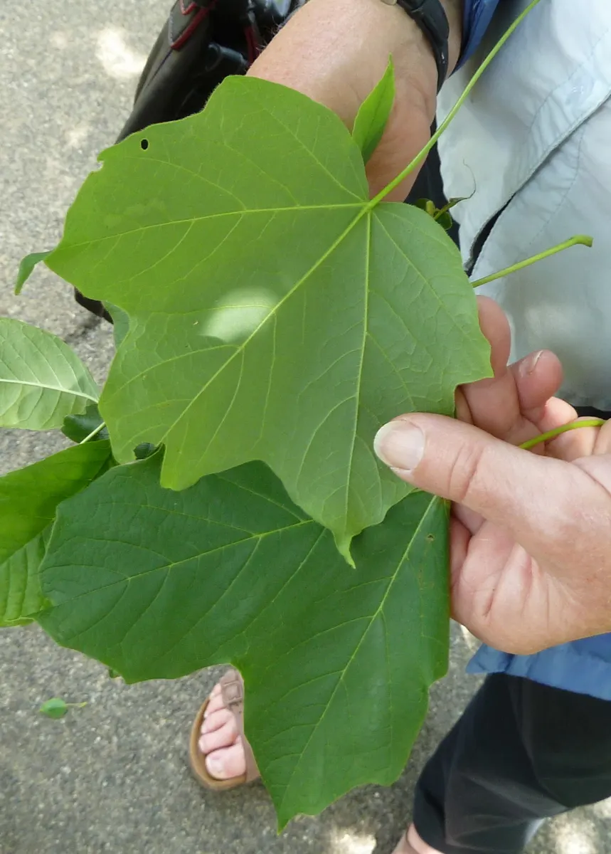 Black Maple (Acer Saccharum Subsp. Nigrum) — nigrum, is a stately deciduous tree, reaching up to 60-75 feet tall with a spread of 40-50 feet