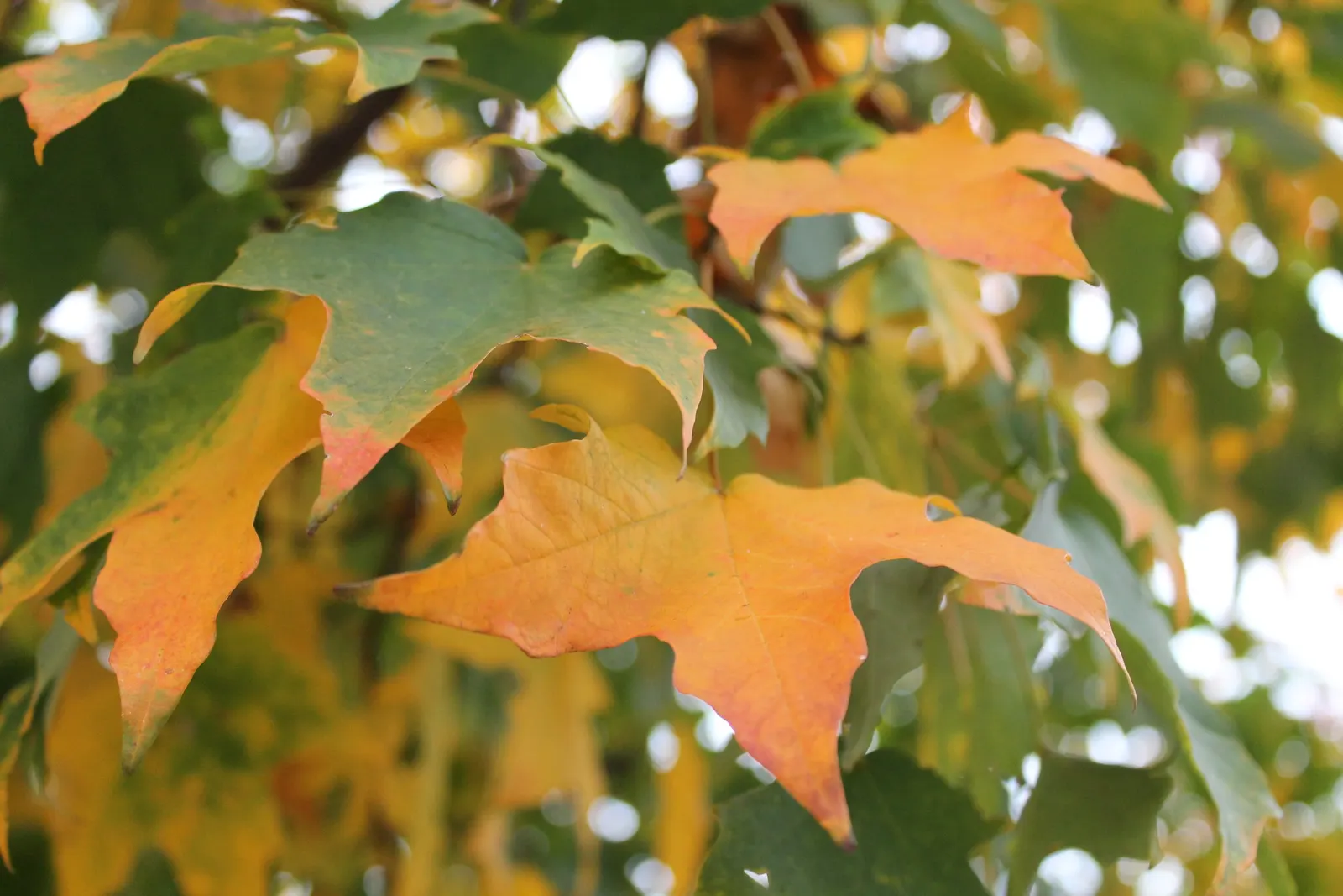 Black Maple (Acer Saccharum Subsp. Nigrum) — It makes an excellent focal point in large lawns or can be used to line driveways or streets