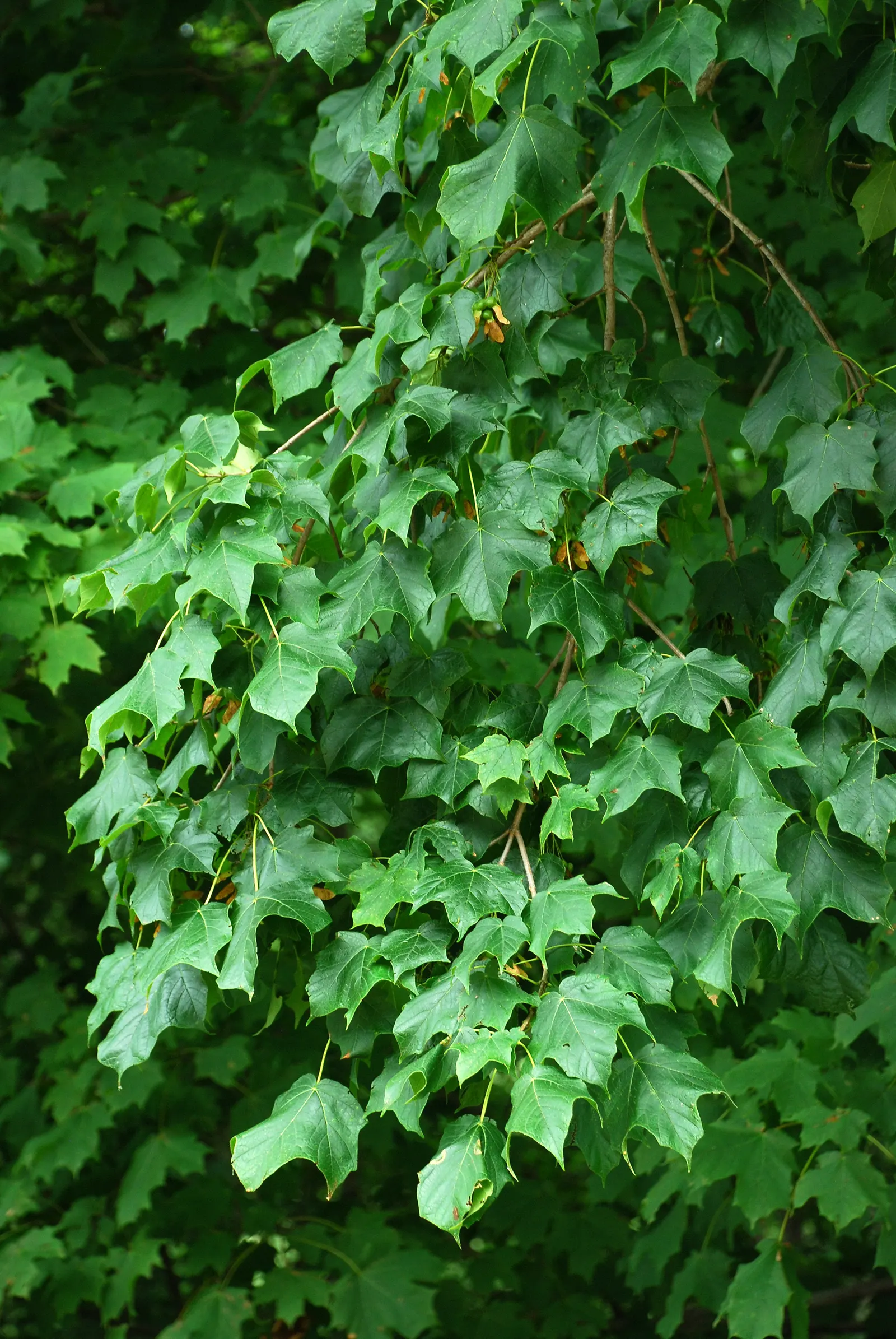 Black Maple (Acer Saccharum Subsp. Nigrum) — It boasts a dense, rounded crown with deeply lobed, dark green leaves that turn vibrant yellow-orange in fall; and