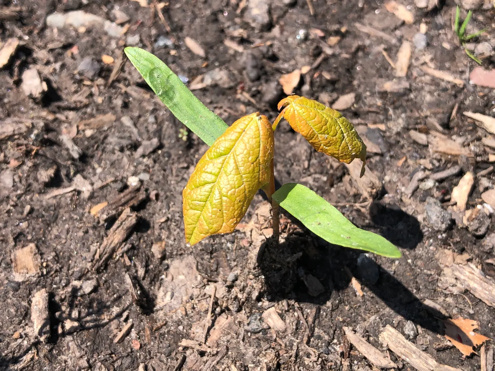 Black Maple (Acer Saccharum Subsp. Nigrum) — making it a remarkable specimen for seasonal interest.<br><br>For the landscape designer; it makes an excellent