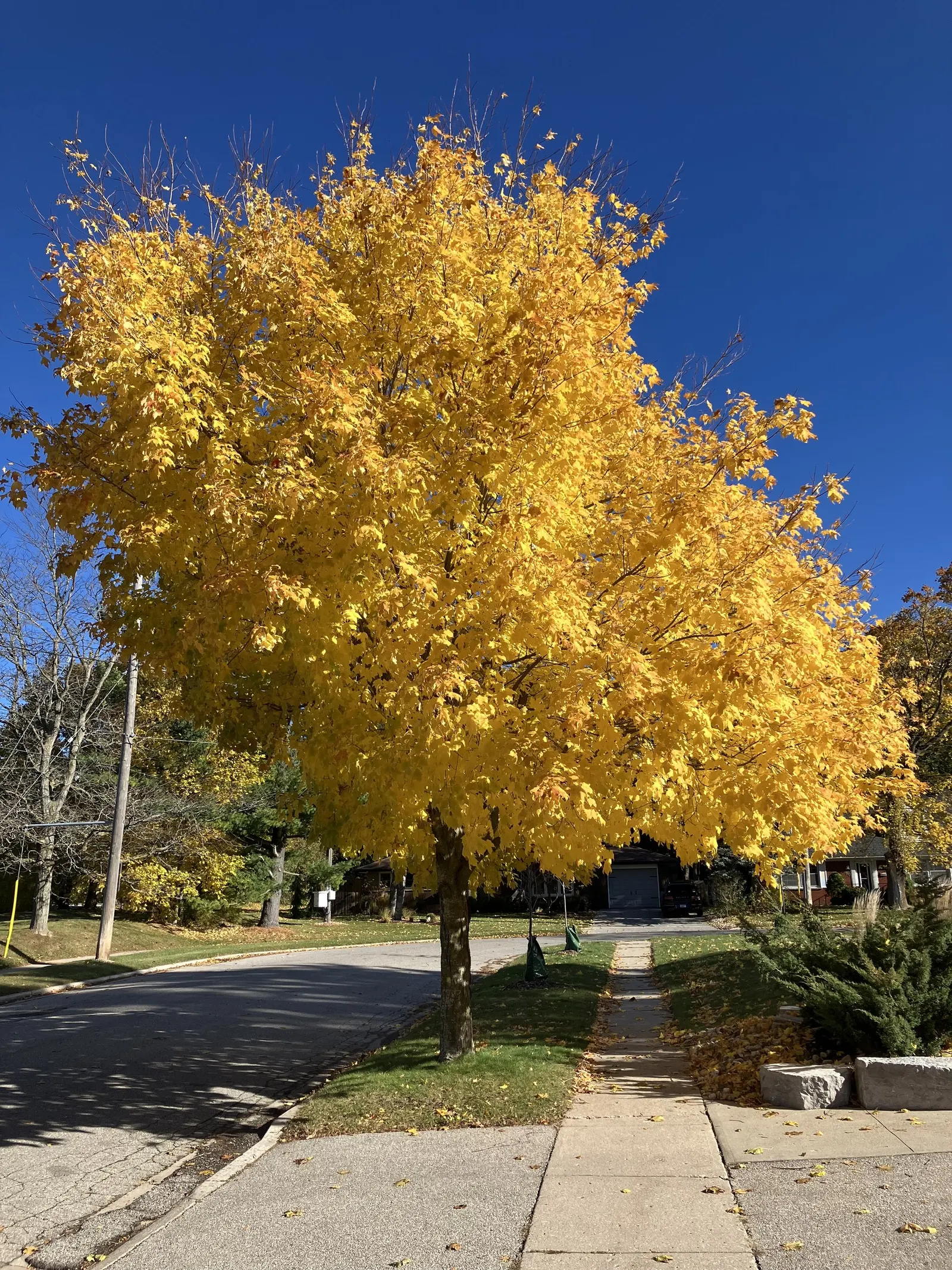 Black Maple (Acer Saccharum Subsp. Nigrum) — well-drained soils that are slightly acidic to neutral in pH