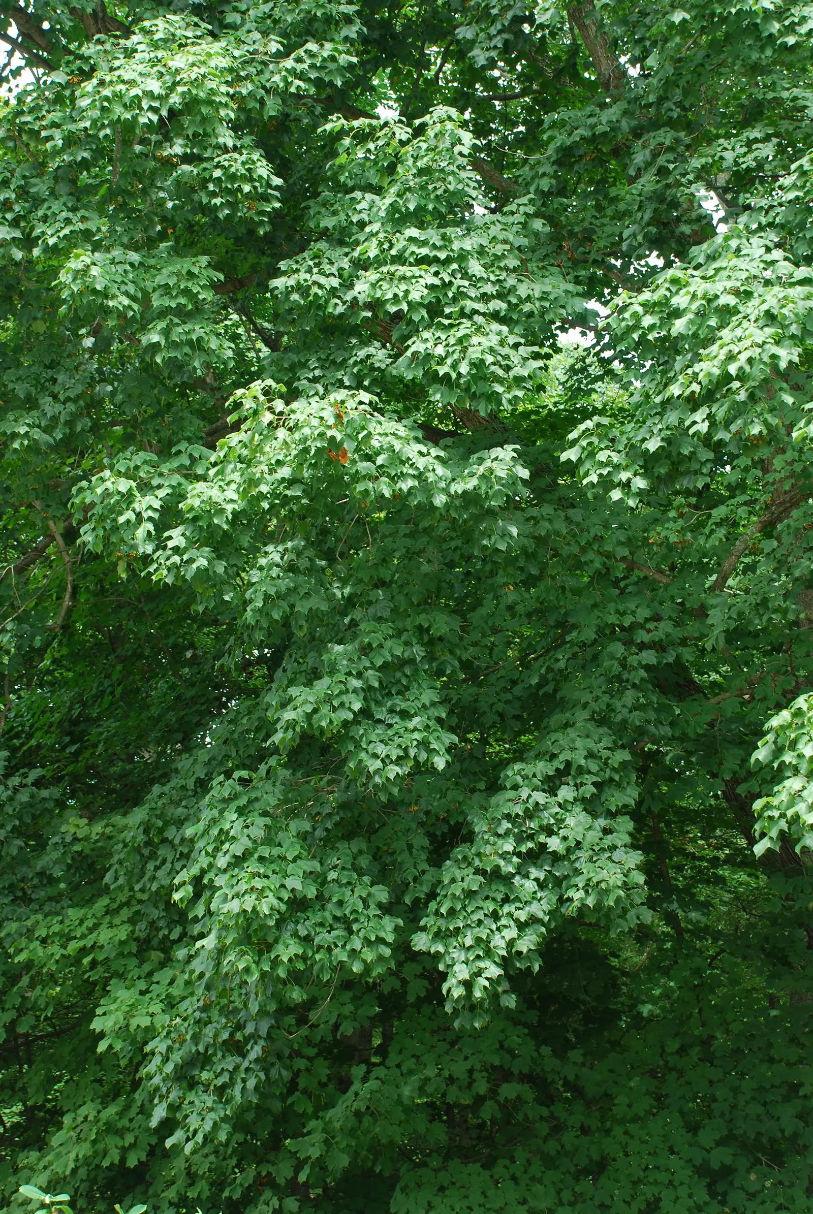 Black Maple (Acer Saccharum Subsp. Nigrum) — It boasts a dense, rounded crown with deeply lobed, dark green leaves that turn vibrant yellow-orange in fall