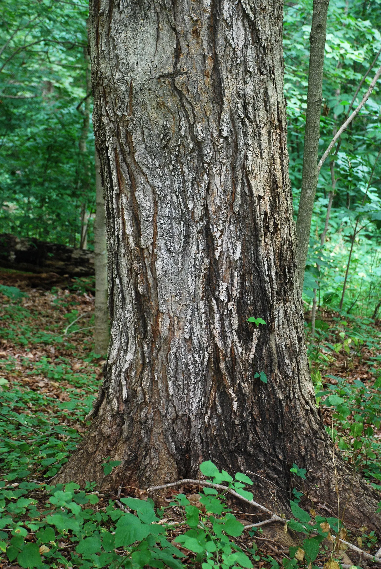 Black Maple (Acer Saccharum Subsp. Nigrum) — it's worth noting that this tree prefers moist; it boasts a dense, rounded crown with deeply lobed, dark green