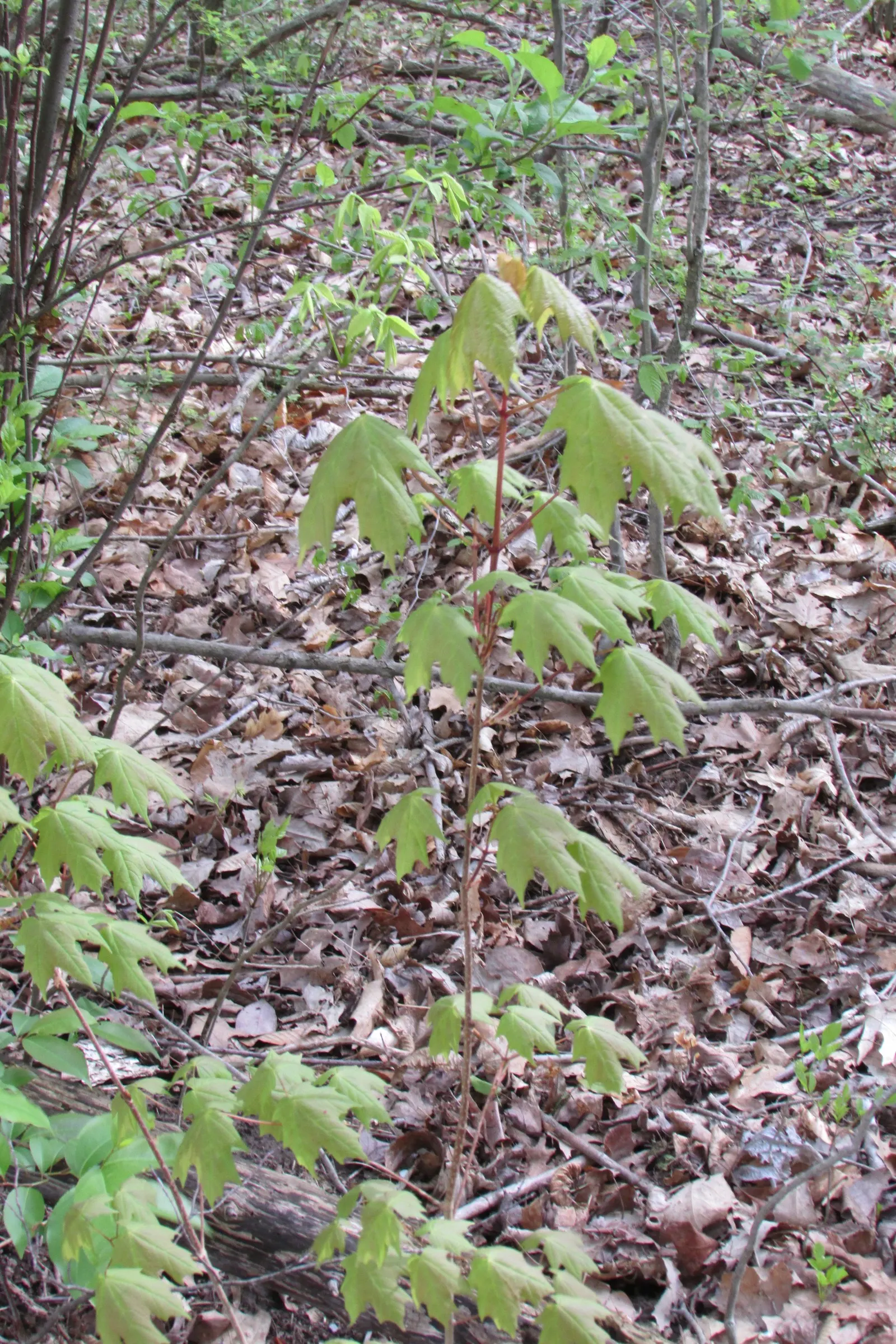 Black Maple (Acer Saccharum Subsp. Nigrum) — with the middle lobe notably more pronounced and the edges finely serrated