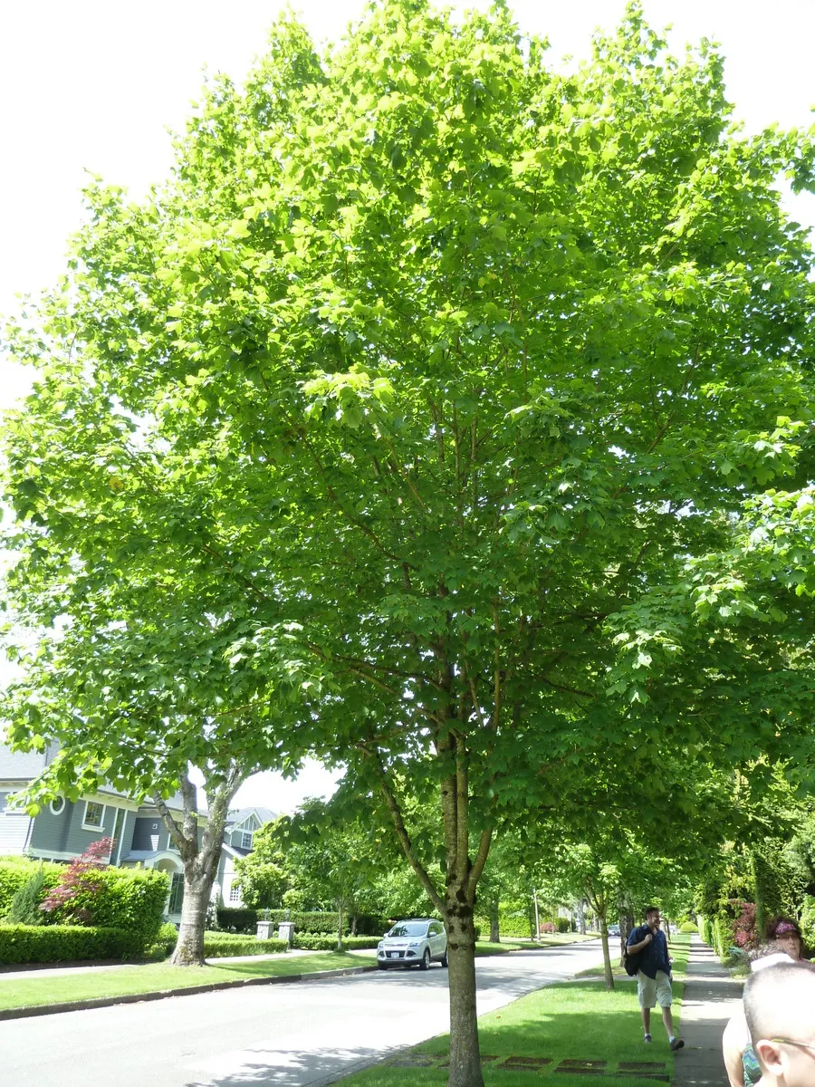 Black Maple (Acer Saccharum Subsp. Nigrum) — tree for full