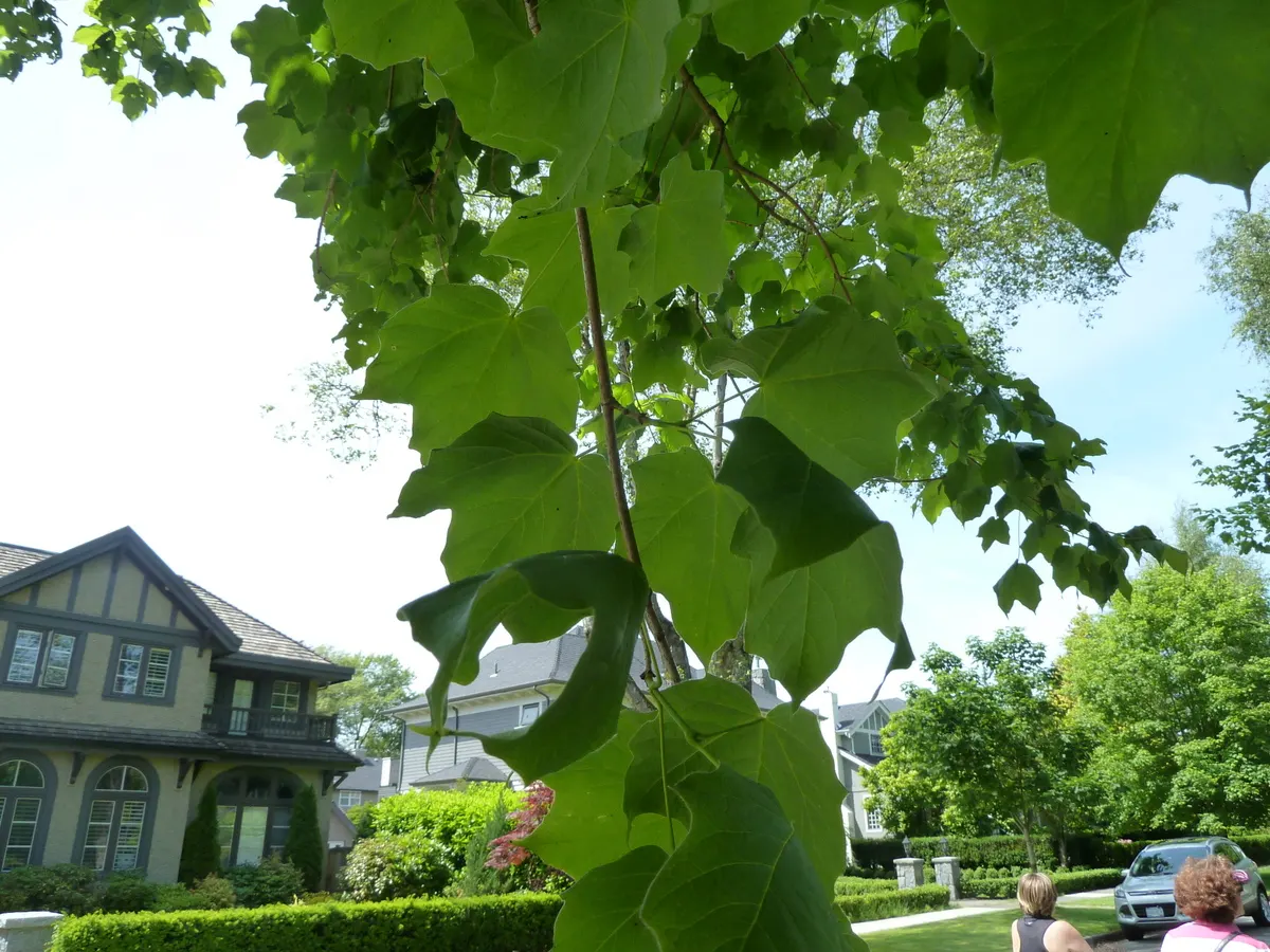Black Maple (Acer Saccharum Subsp. Nigrum) — Its sap can be tapped for syrup, adding cultural value to this majestic species; the Black Maple's foliage