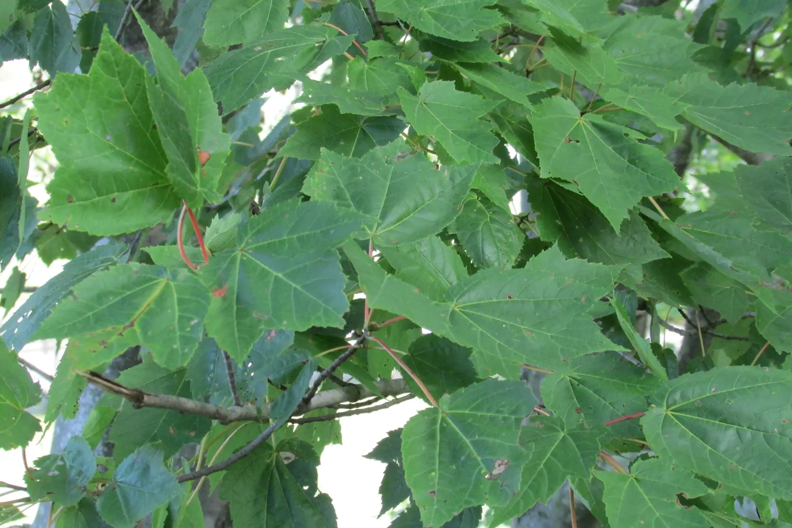 Black Maple (Acer Saccharum Subsp. Nigrum) — and its magnificent seasonal color transitions