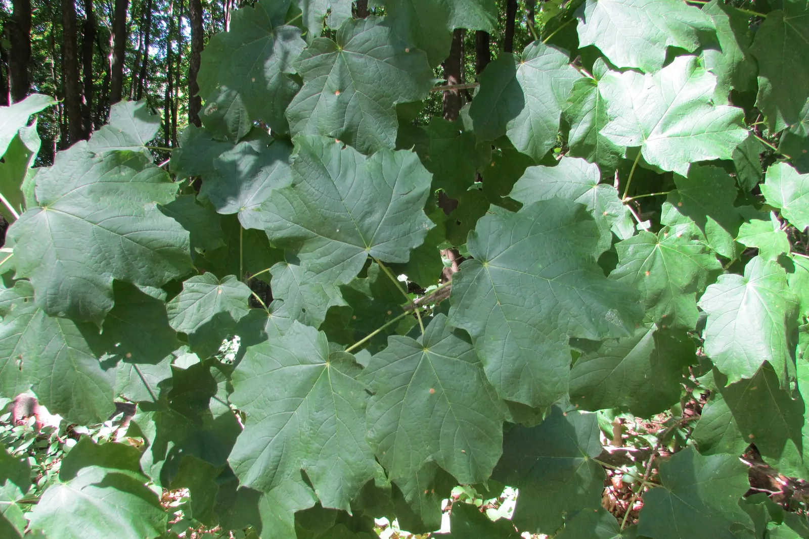 Black Maple (Acer Saccharum Subsp. Nigrum) — With its close kinship to the Sugar Maple; nigrum, is a captivating deciduous tree renowned for its hardy nature