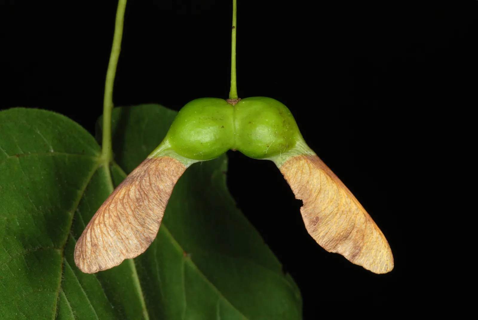 Black Maple (Acer Saccharum Subsp. Nigrum) — Preferring well-drained soils and full to partial sun, it's well-suited for large spaces; nigrum, is a stately