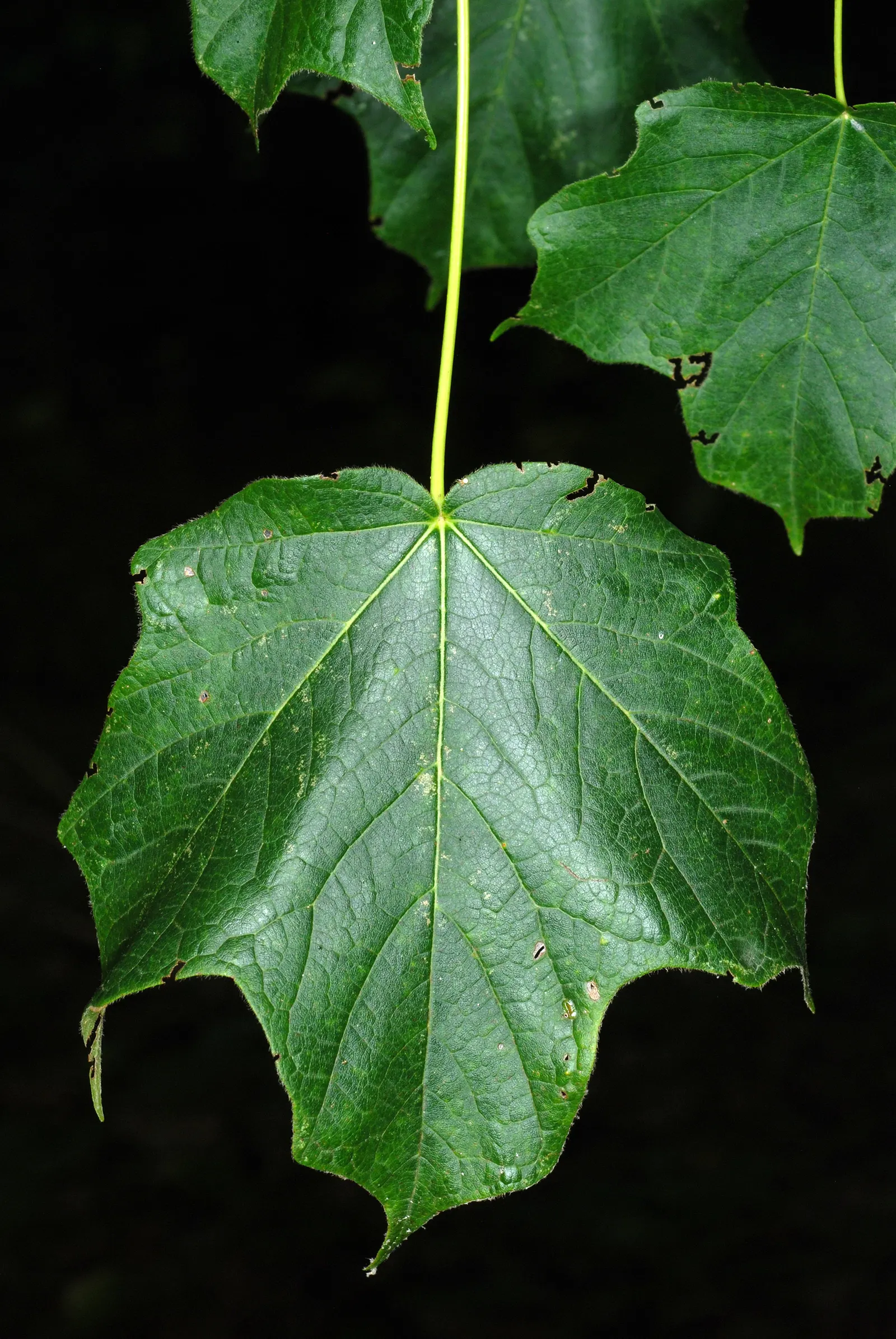 Black Maple (Acer Saccharum Subsp. Nigrum) — With its close kinship to the Sugar Maple