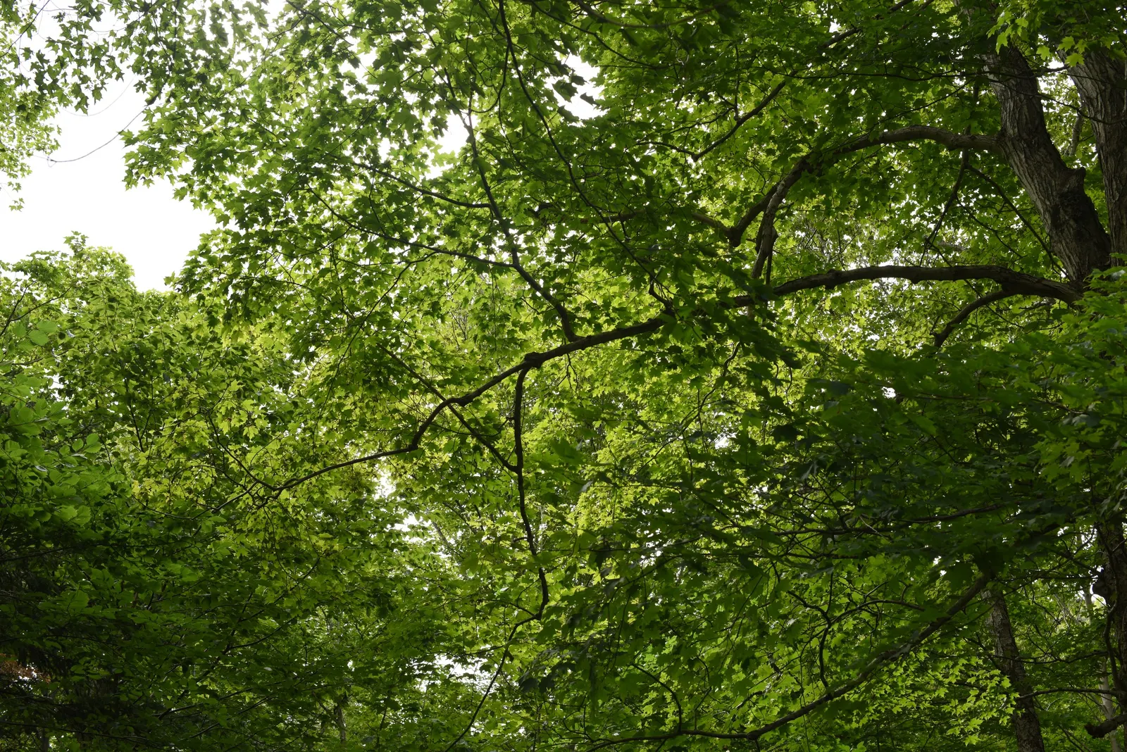Black Maple (Acer Saccharum Subsp. Nigrum) — Its leaves are distinctively three-lobed