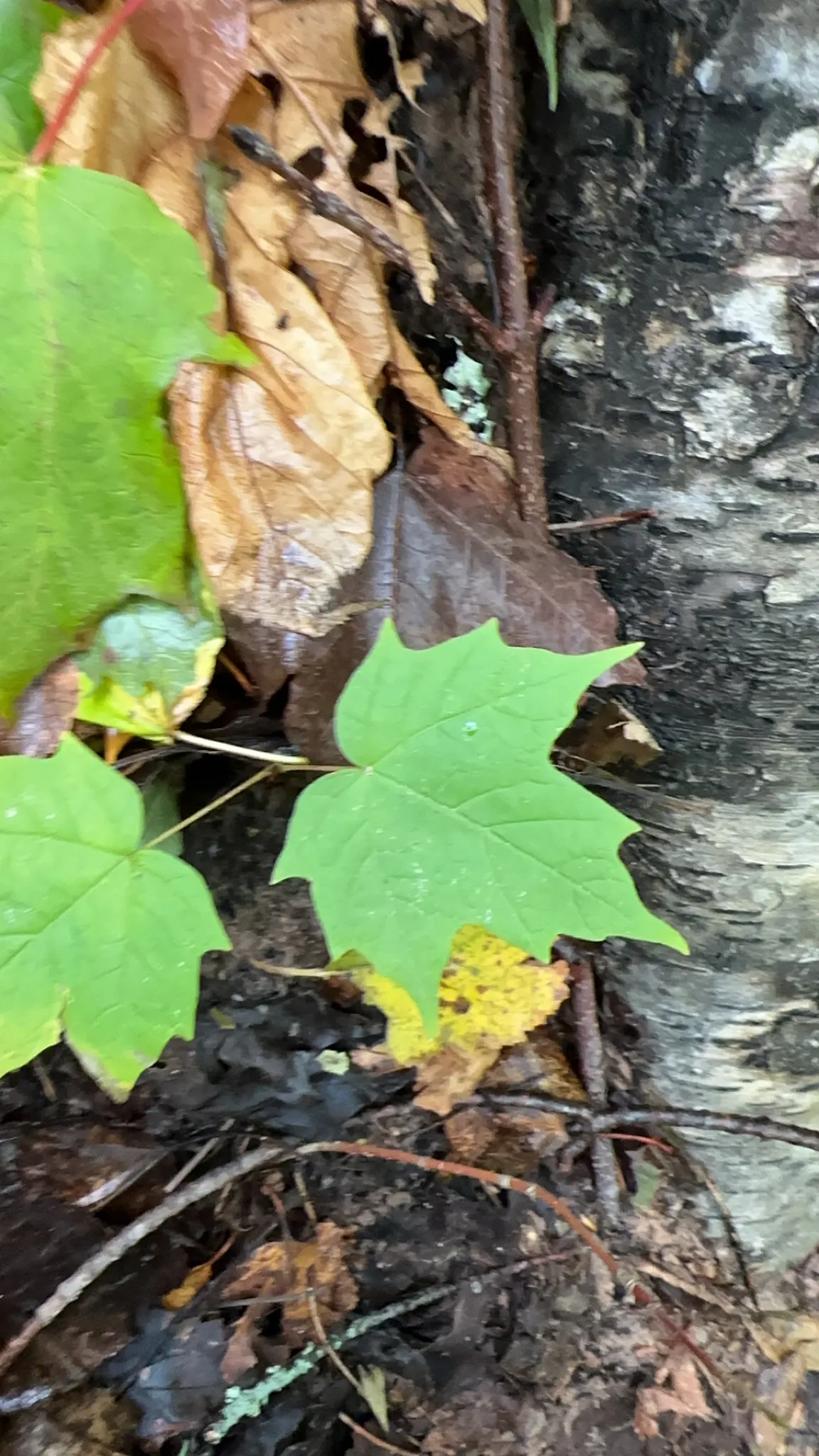 Black Maple (Acer Saccharum Subsp. Nigrum) — with the middle lobe notably more pronounced and the edges finely serrated; its sap can be tapped for syrup