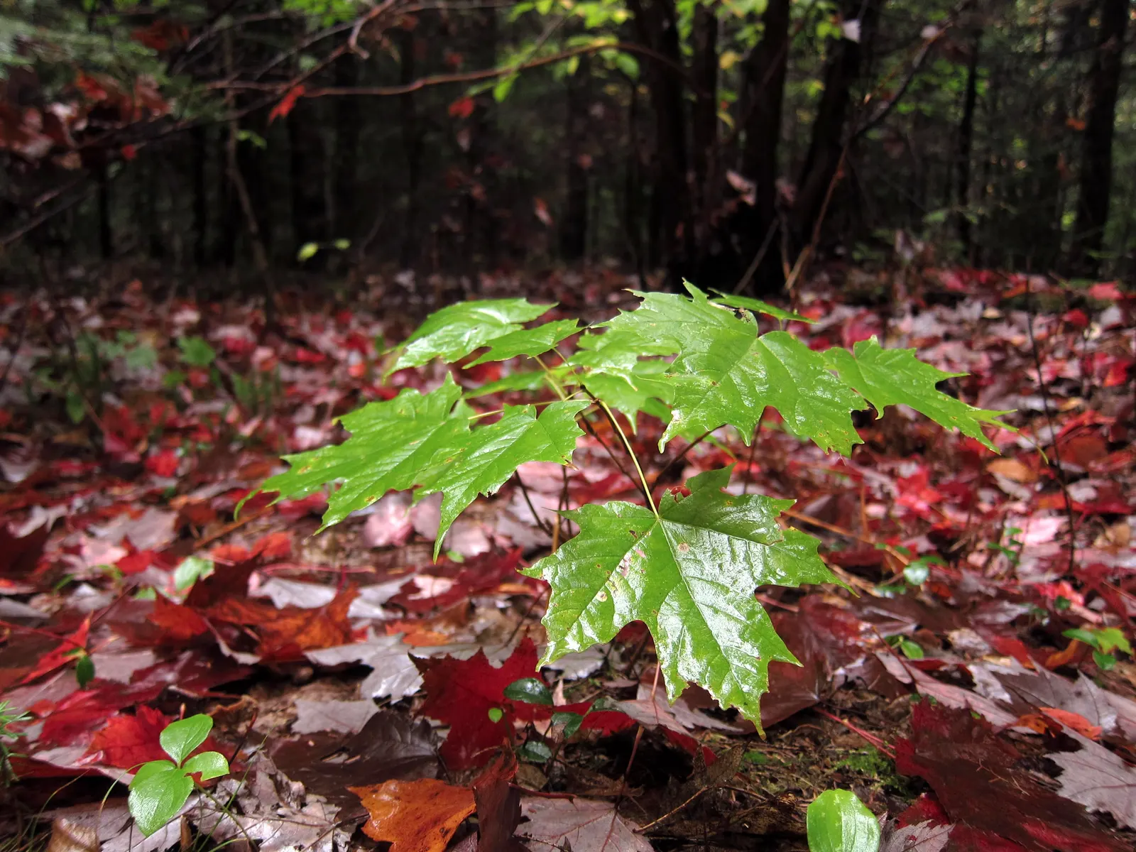 Black Maple (Acer Saccharum Subsp. Nigrum) — and its magnificent seasonal color transitions; with its close kinship to the Sugar Maple
