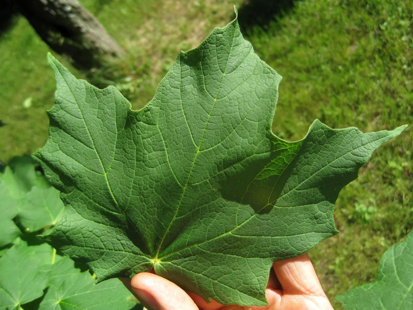Black Maple (Acer Saccharum Subsp. Nigrum) — Preferring well-drained soils and full to partial sun, it's well-suited for large spaces
