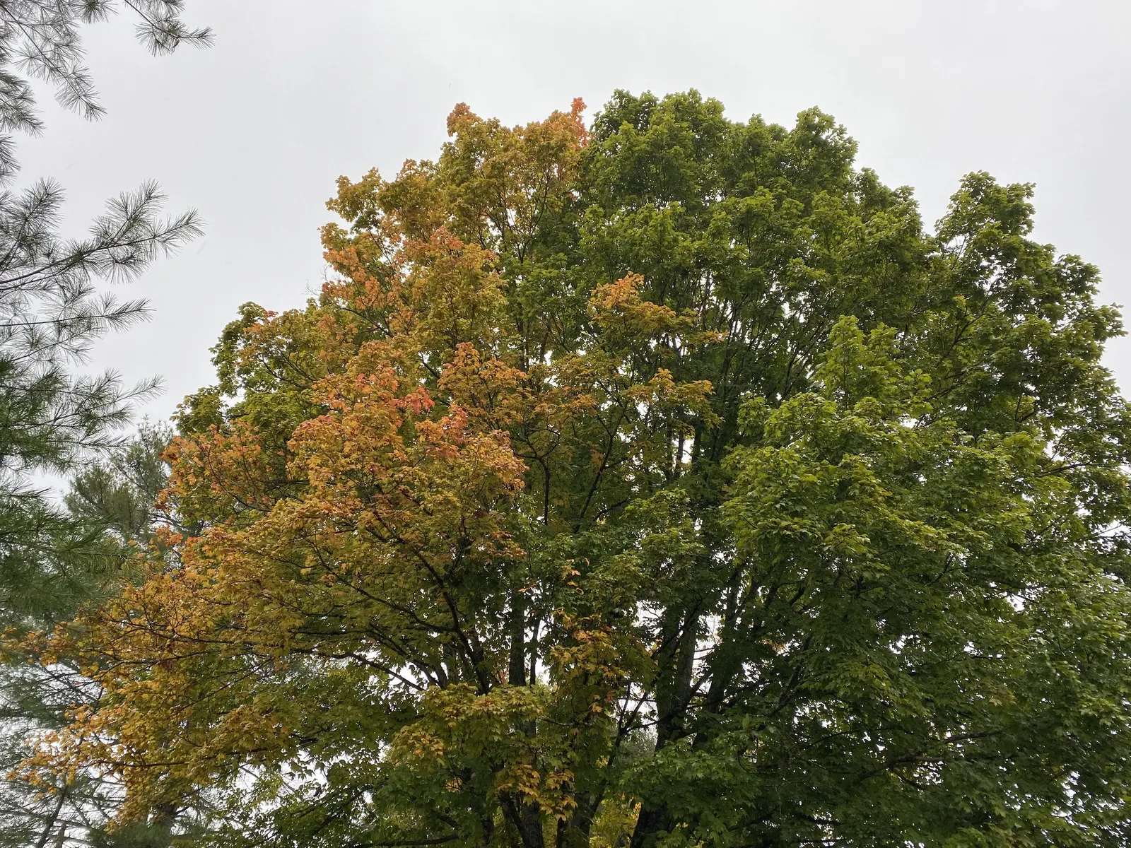 Black Maple (Acer Saccharum Subsp. Nigrum) — nigrum, is a captivating deciduous tree renowned for its hardy nature and ornamental appeal; tree for full
