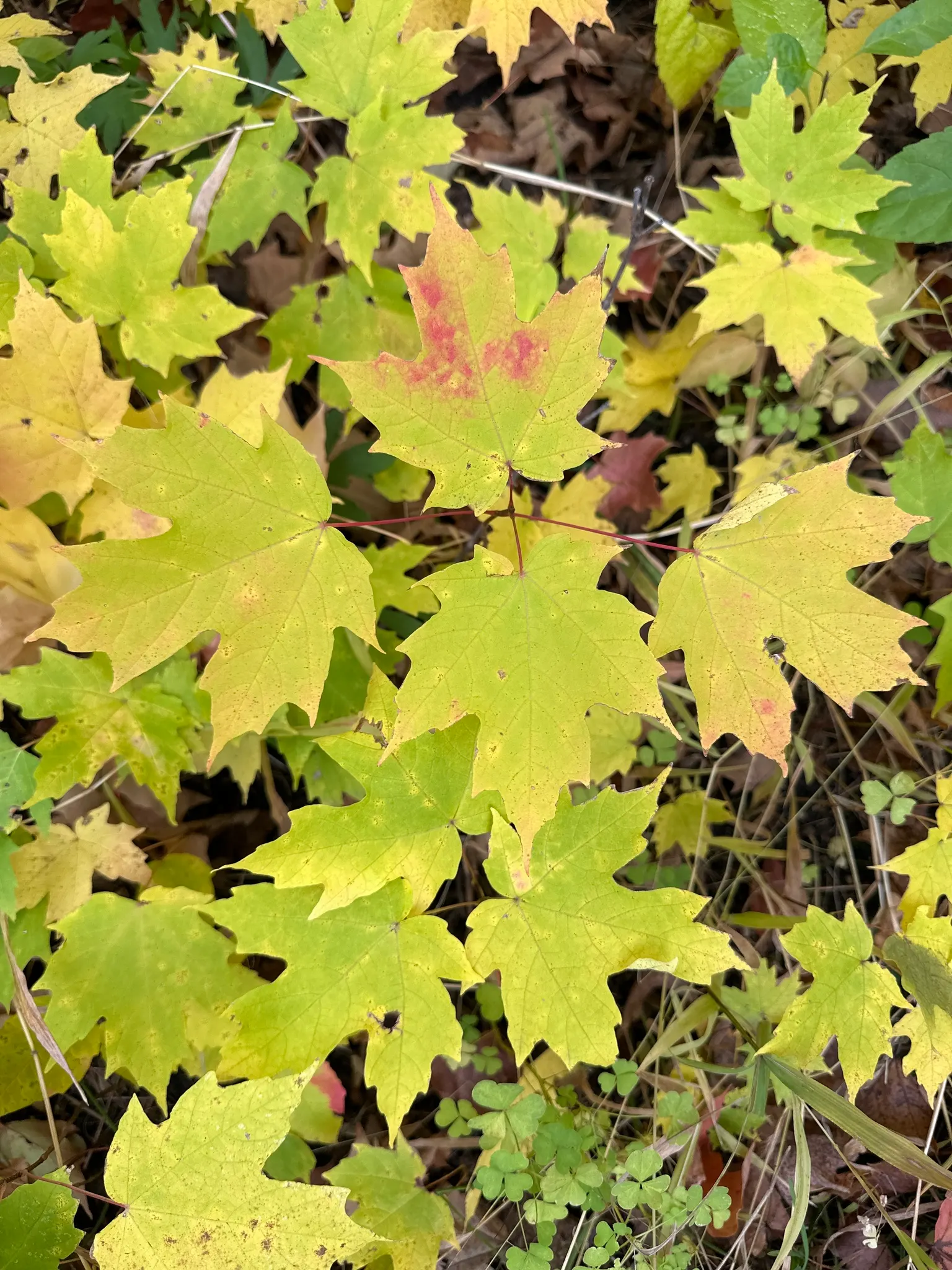 Black Maple (Acer Saccharum Subsp. Nigrum) — well-drained soils that are slightly acidic to neutral in pH; its leaves are distinctively three-lobed