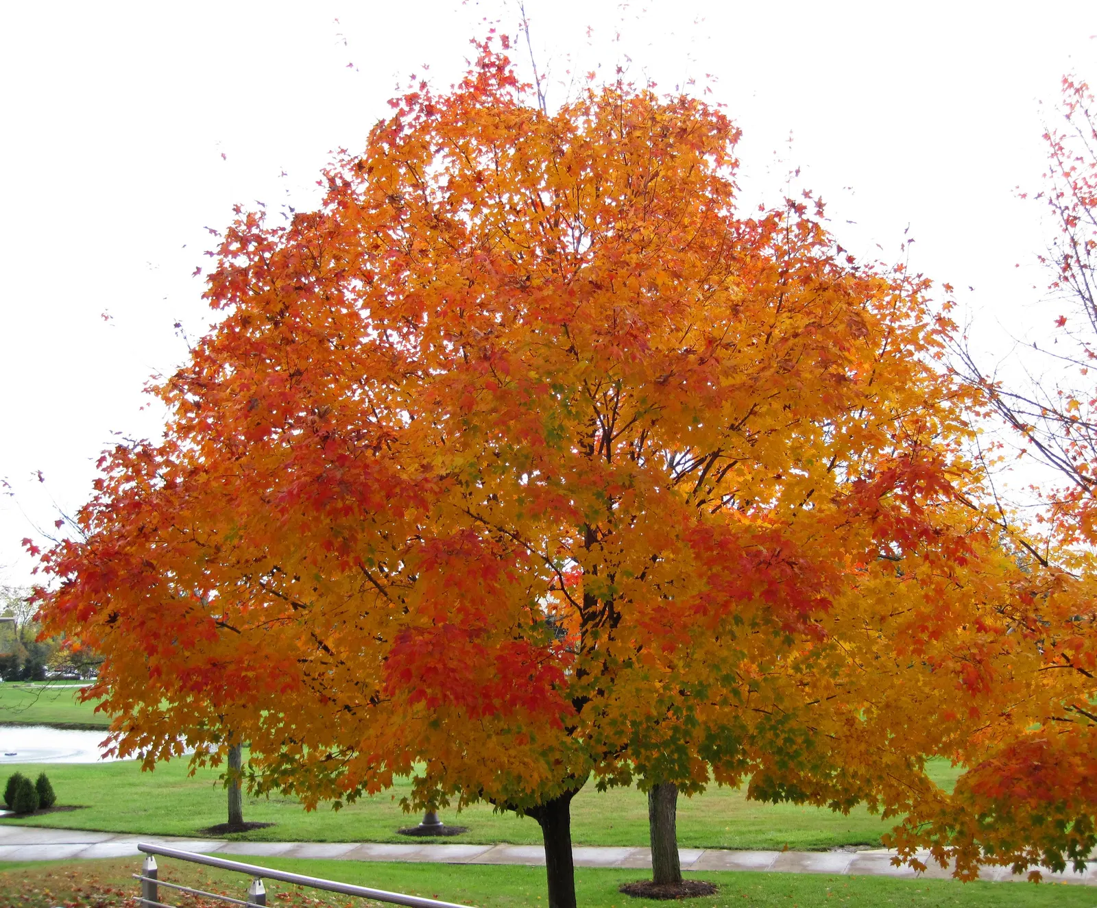 Black Maple (Acer Saccharum Subsp. Nigrum) — nigrum, is a stately deciduous tree, reaching up to 60-75 feet tall with a spread of 40-50 feet; with the middle