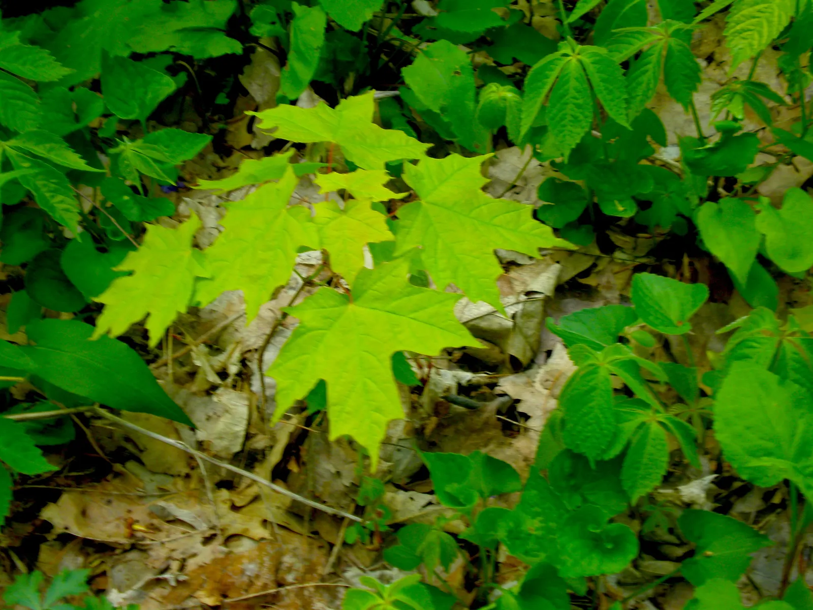 Black Maple (Acer Saccharum Subsp. Nigrum) — Full sun to partial shade exposures will ensure optimal growth