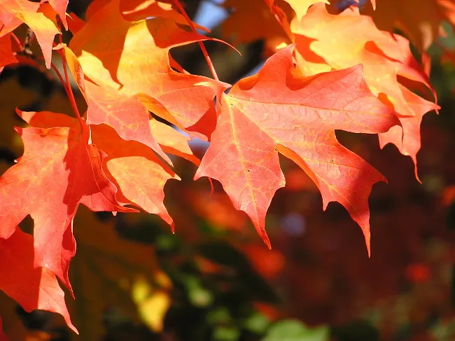 Black Maple (Acer Saccharum Subsp. Nigrum) — green and multi-colored and yellow flowers in the garden