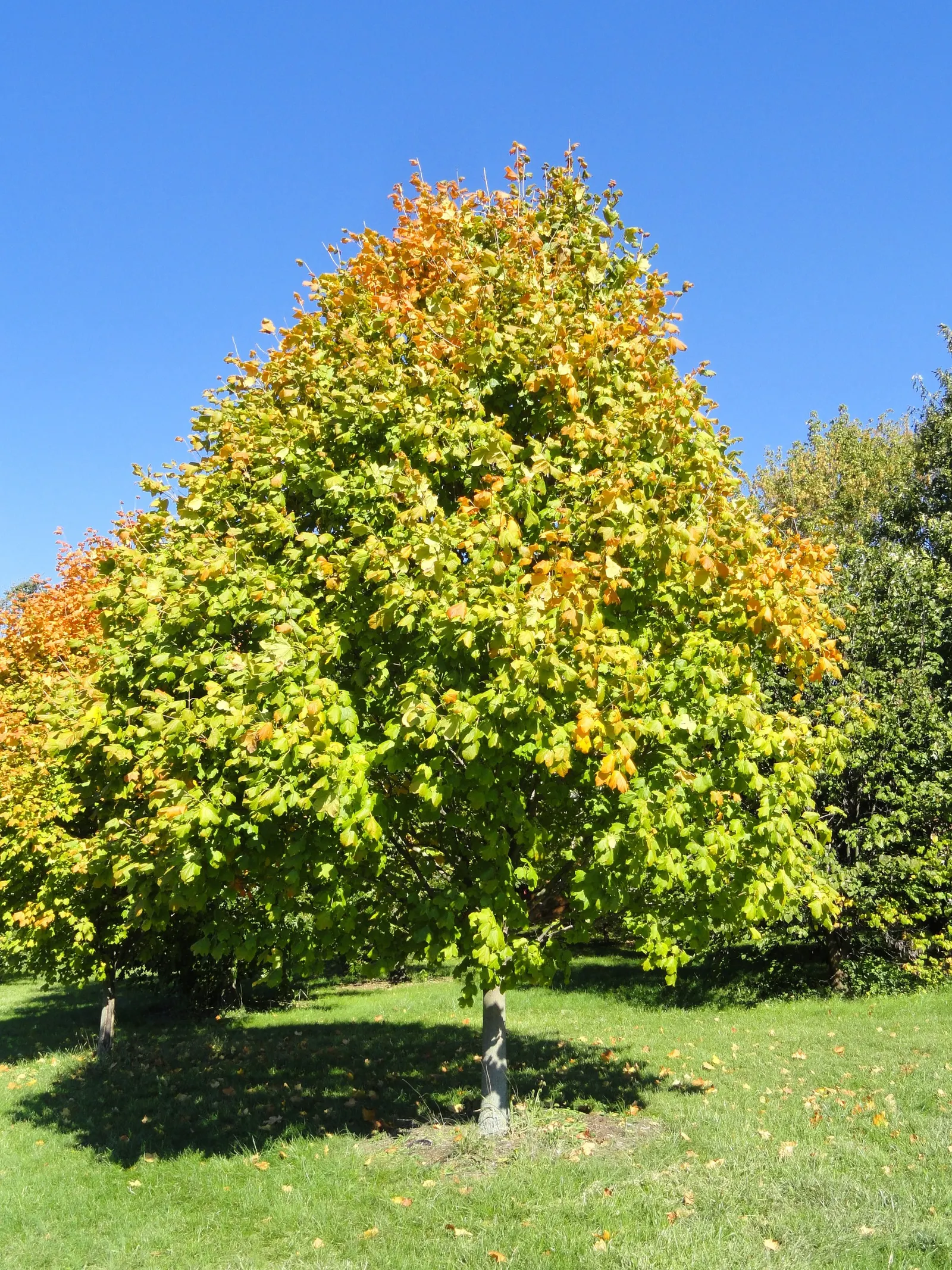 Black Maple (Acer Saccharum Subsp. Nigrum) — tree with green and multi-colored and yellow blooms