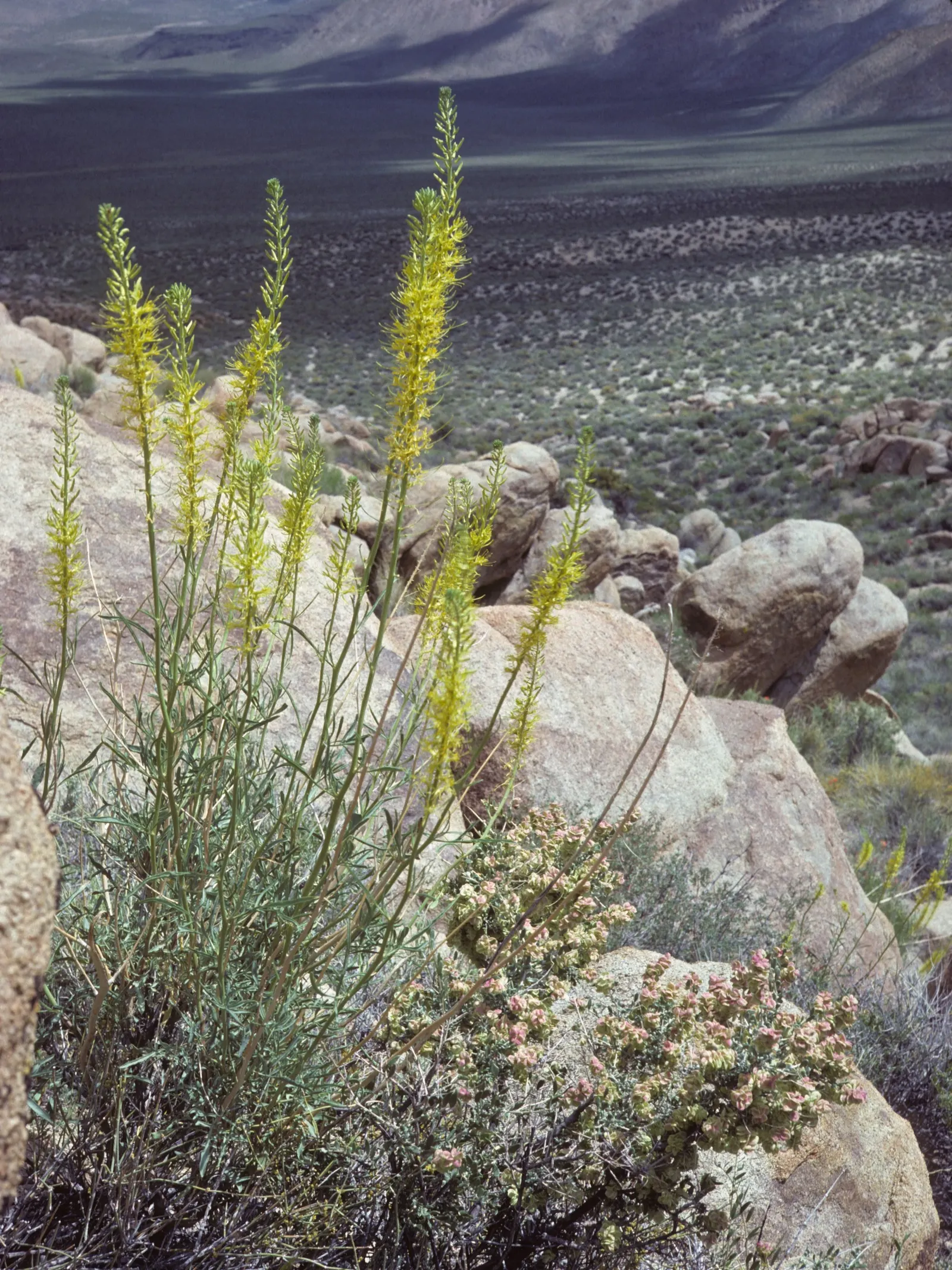 Prince's Plume (Stanleya Pinnata) — Avoid overwatering to prevent root rot; with its hardy nature and show-stopping appearance