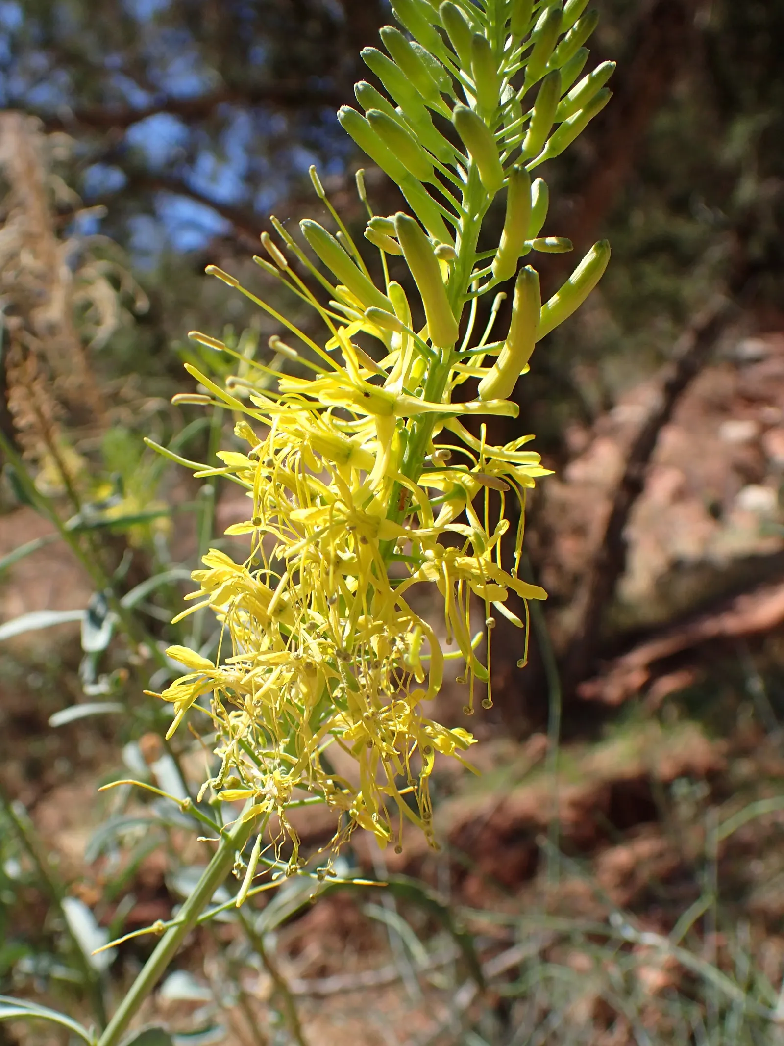Prince's Plume (Stanleya Pinnata) — consider its need for space to accommodate its height and potential reseeding