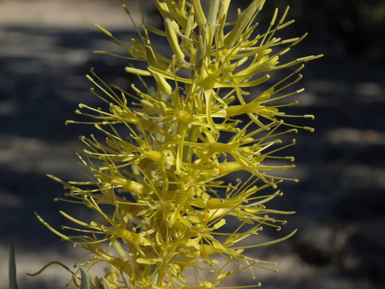 Prince's Plume (Stanleya Pinnata) — USDA zones 2-10 are ideal; the impressive flower spikes emerge in late spring to early summer
