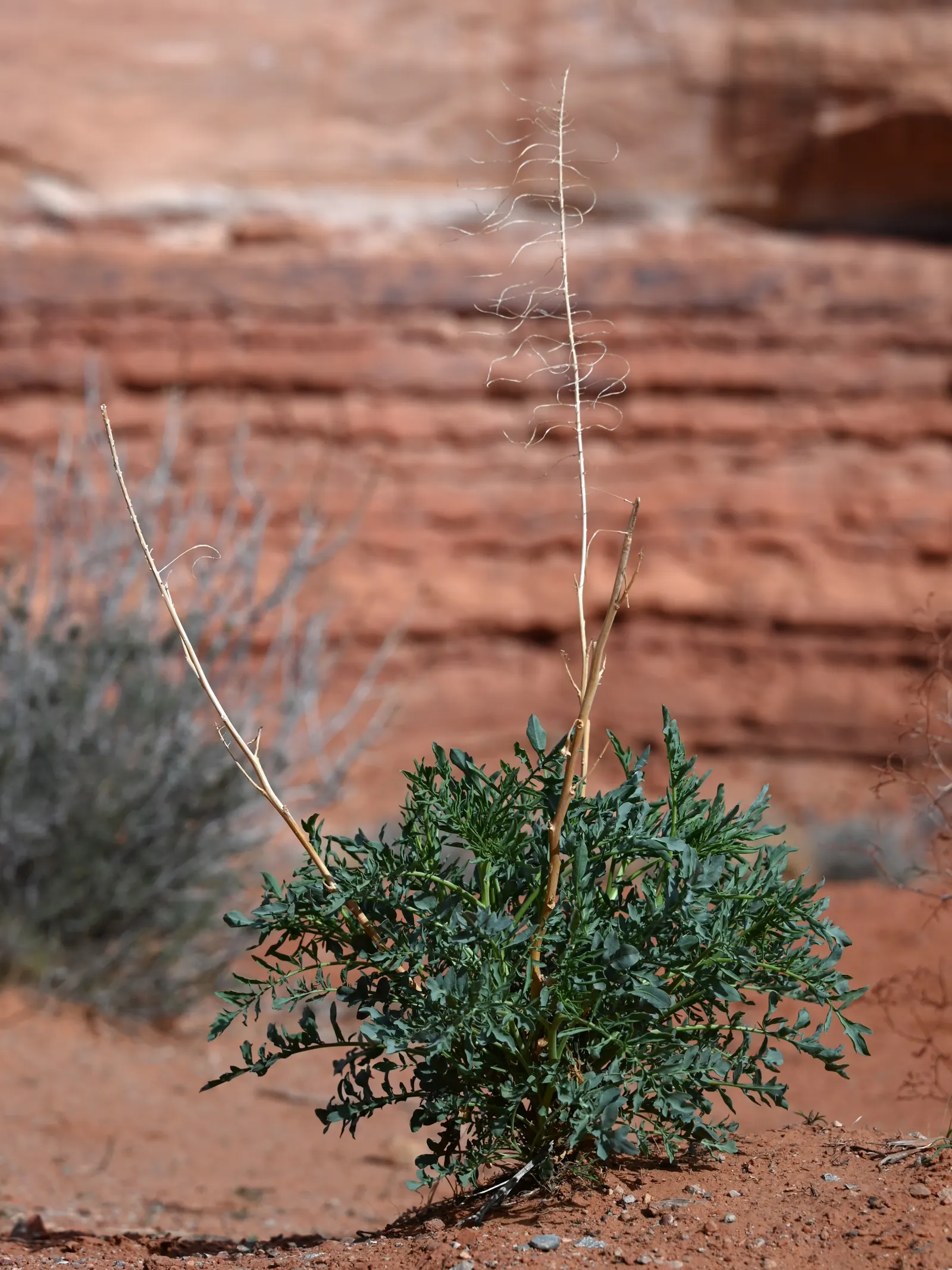 Prince's Plume (Stanleya Pinnata) — and they flourish in USDA hardiness zones 2 through 8