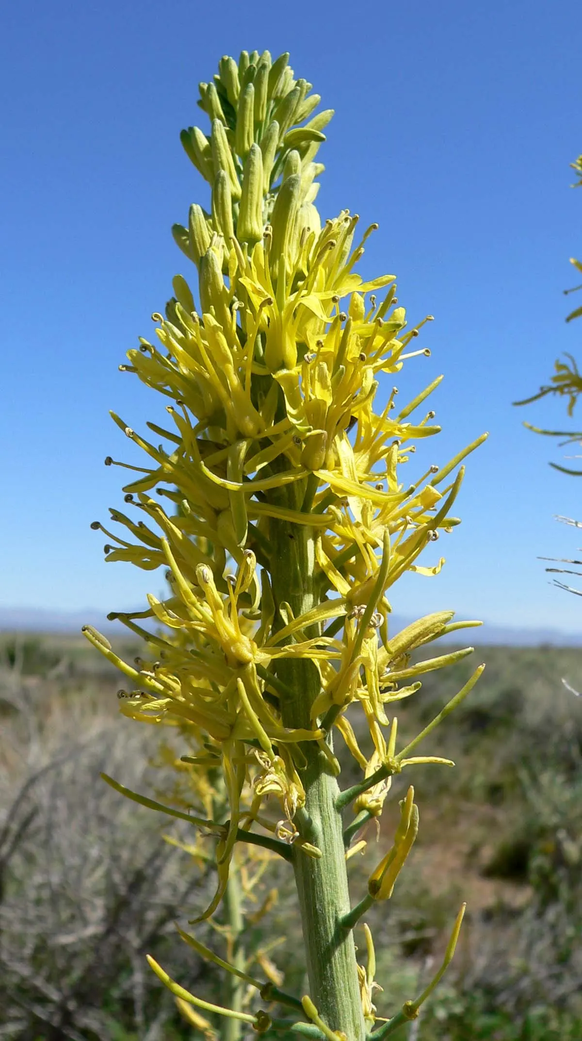 Prince's Plume (Stanleya Pinnata) — although it is quite adaptable and capable of tolerating poor